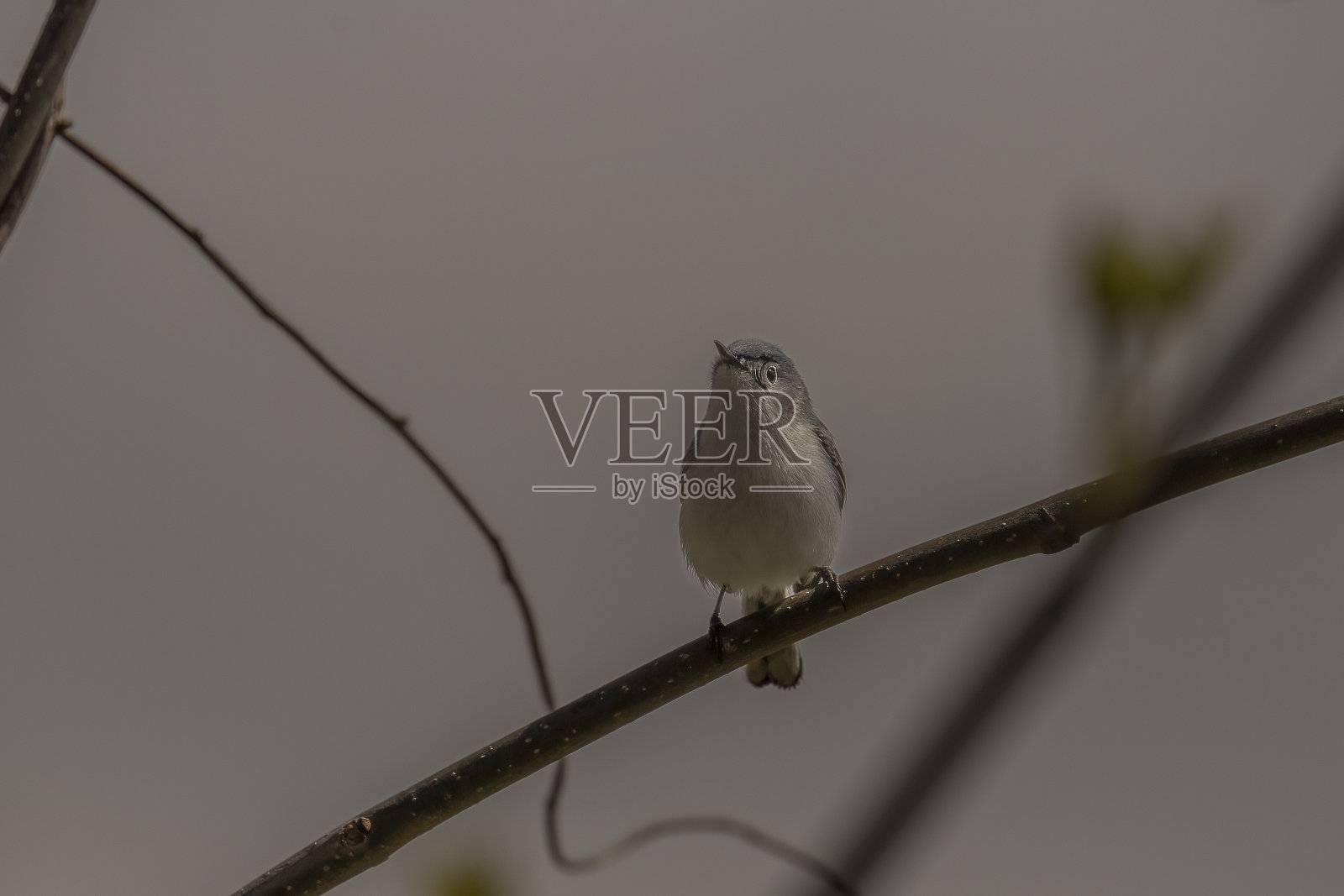 蓝灰色的捕蚊者栖息在树枝上照片摄影图片