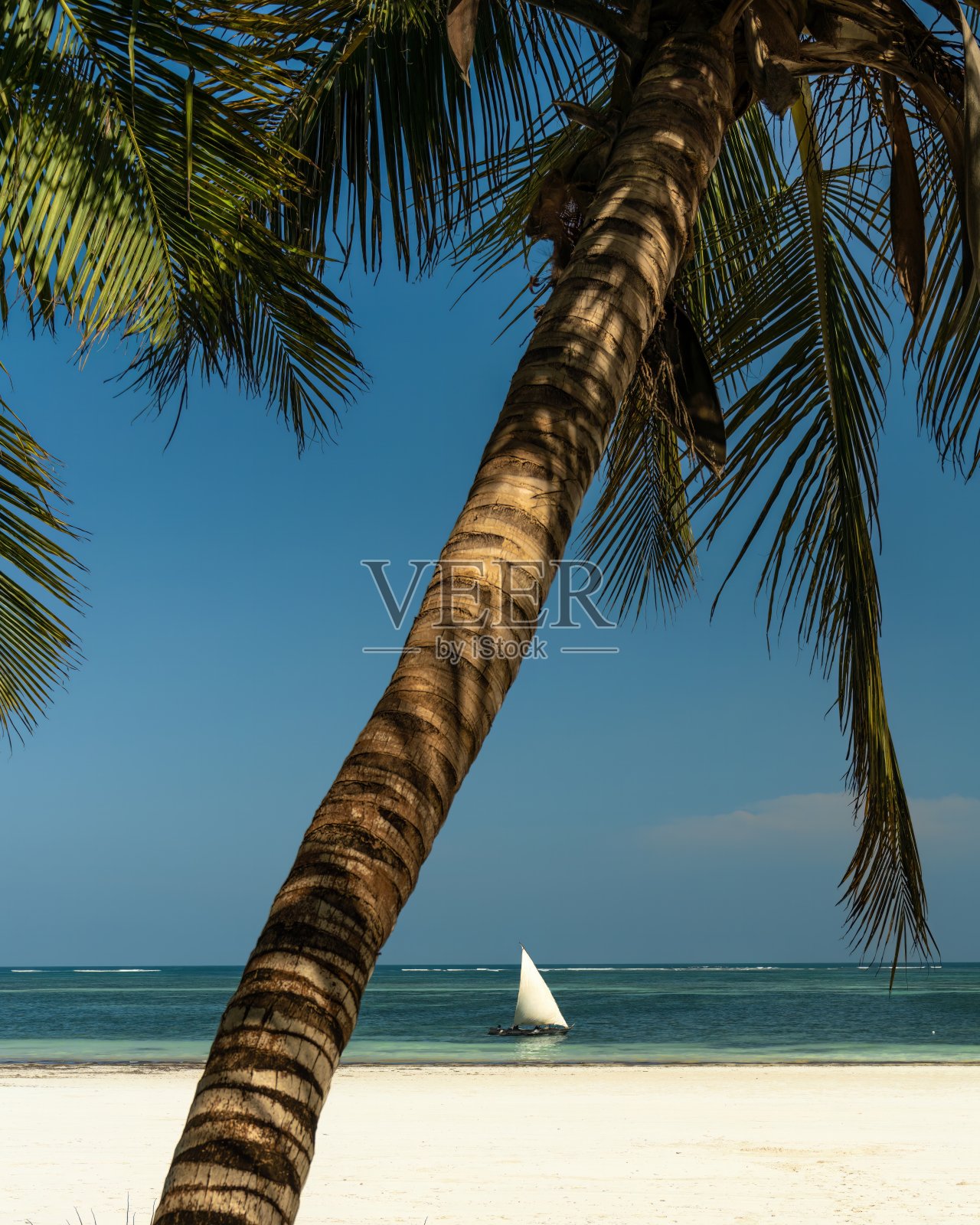 肯尼亚的海岸生活照片摄影图片