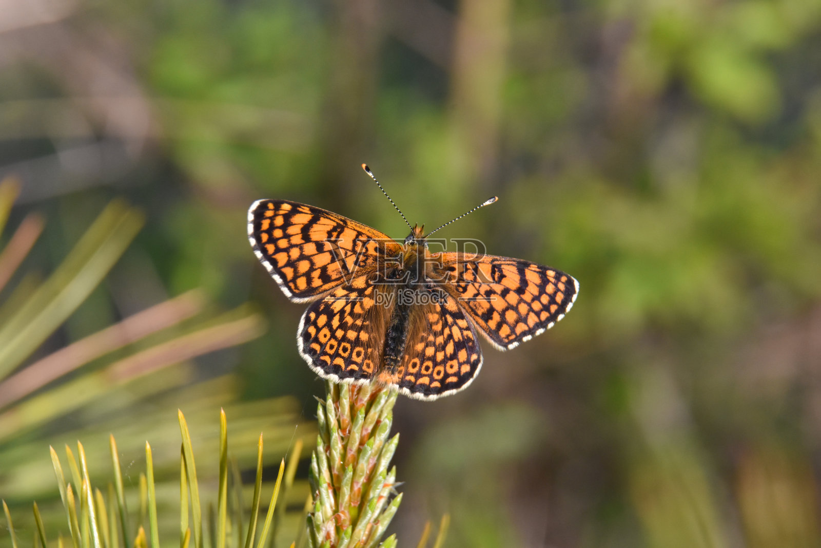 野生花上的贝母蝴蝶照片摄影图片