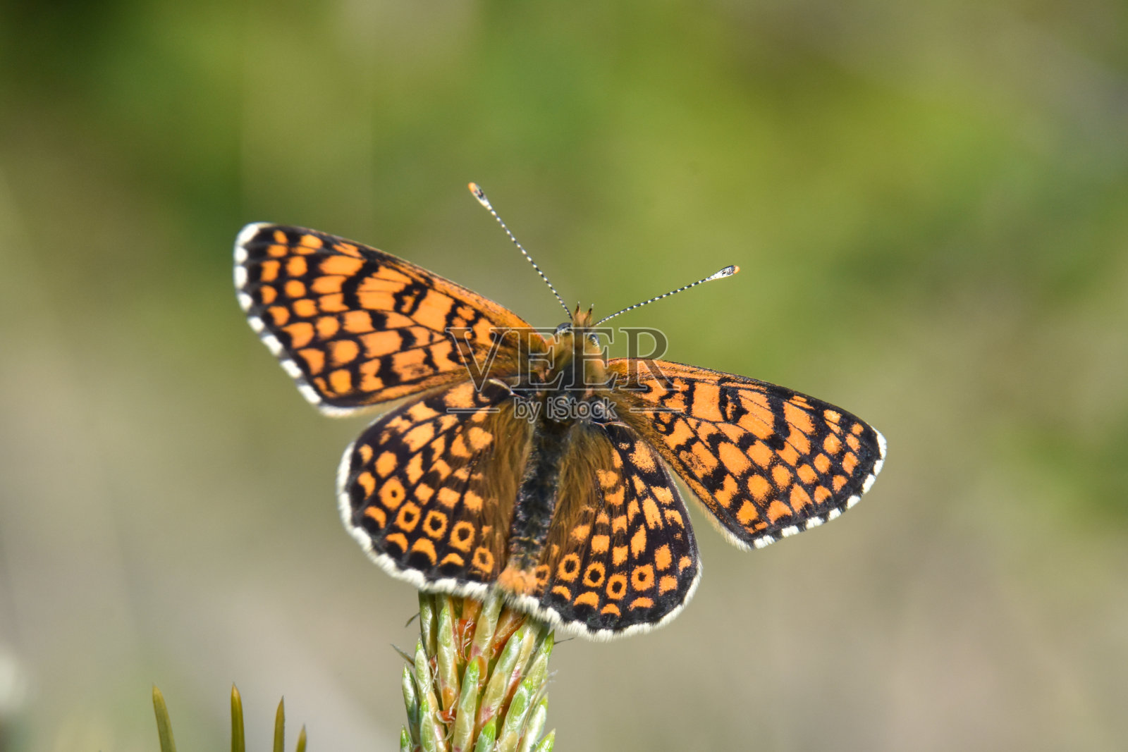 野生花上的贝母蝴蝶照片摄影图片