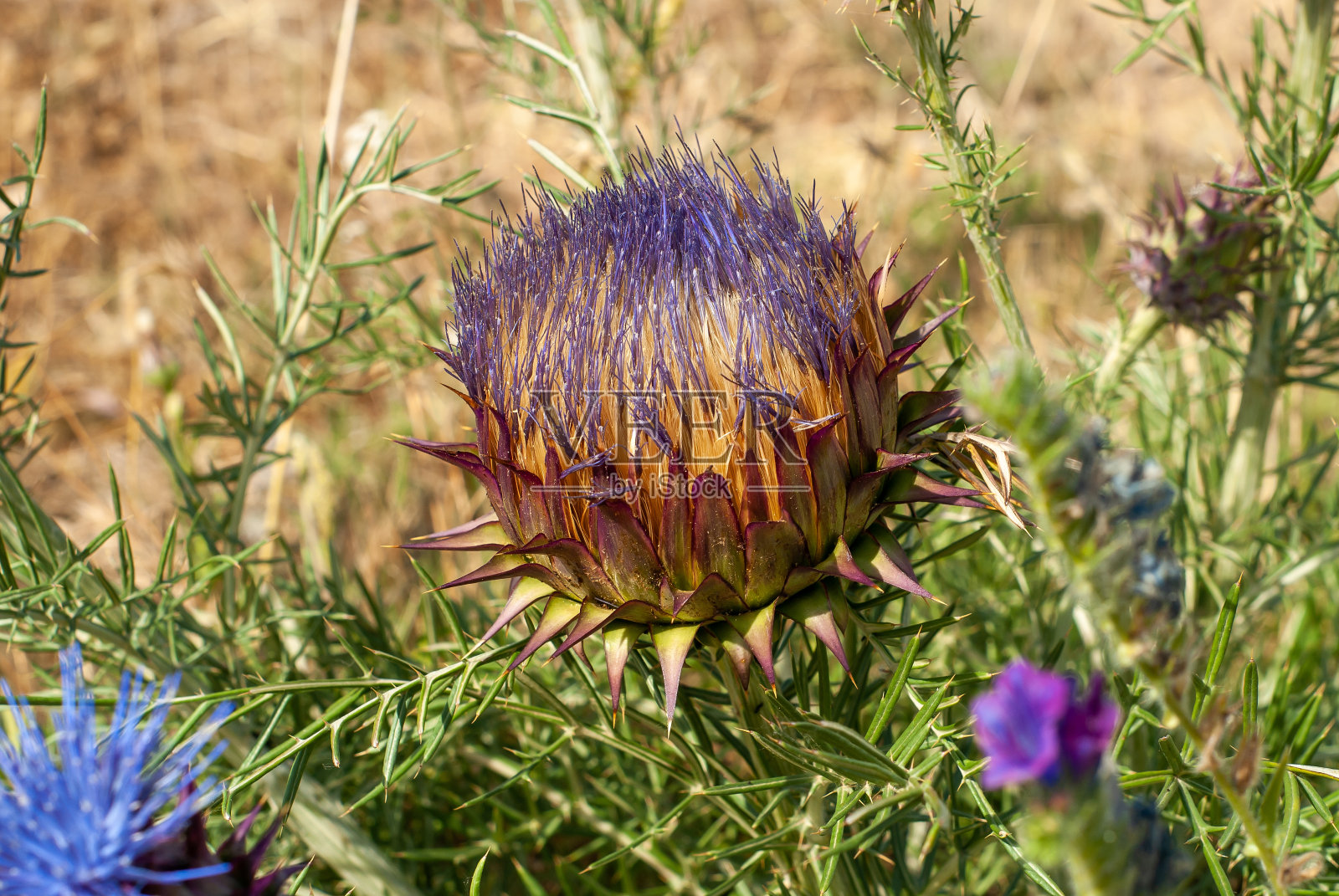 洋蓟科蓟或可食用的蓟。照片摄影图片