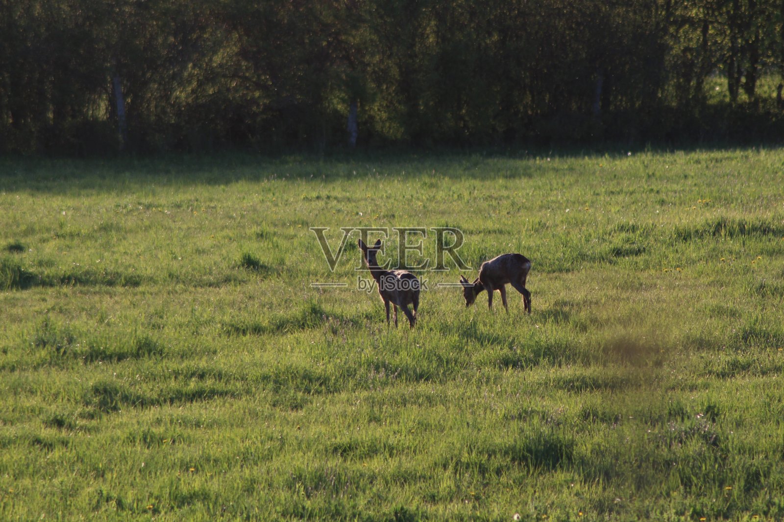 夕阳下的鹿照片摄影图片