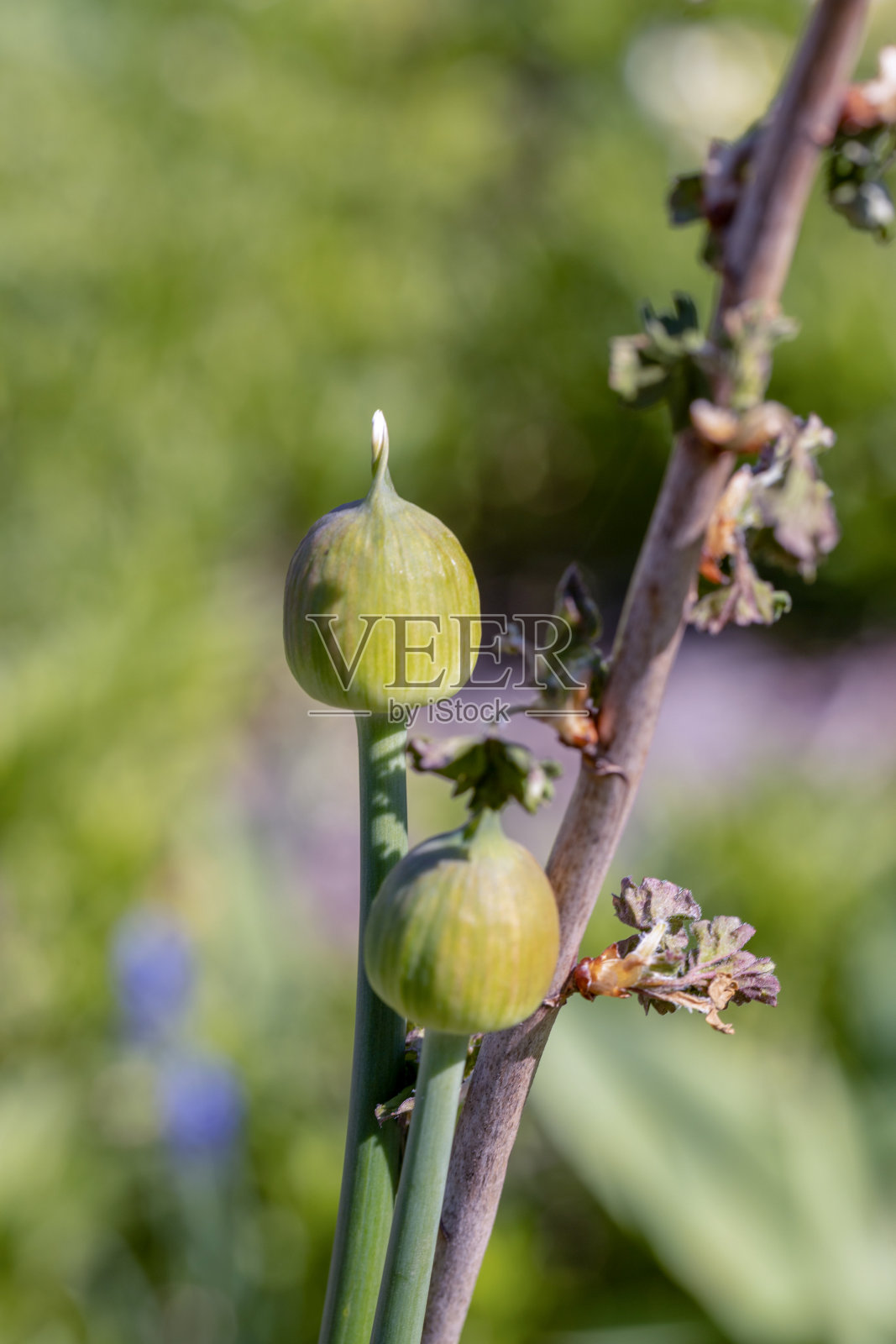 春天的花园。大蒜洋葱甜甜圈。的一天。没有人。日光。照片摄影图片