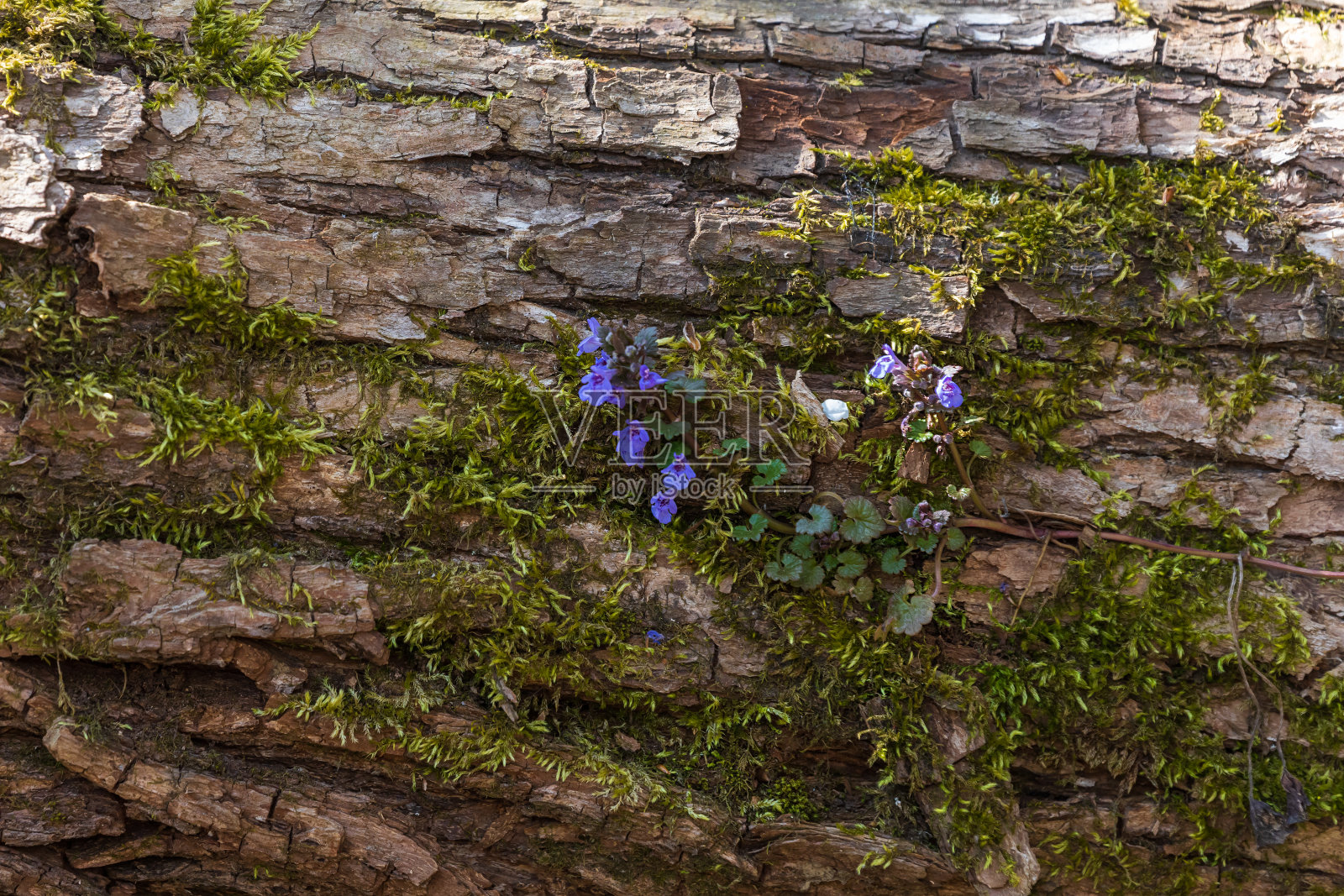 紫罗兰春天的花朵——紫罗兰生长在一棵倒下的树的树皮上的苔藓上。照片摄影图片