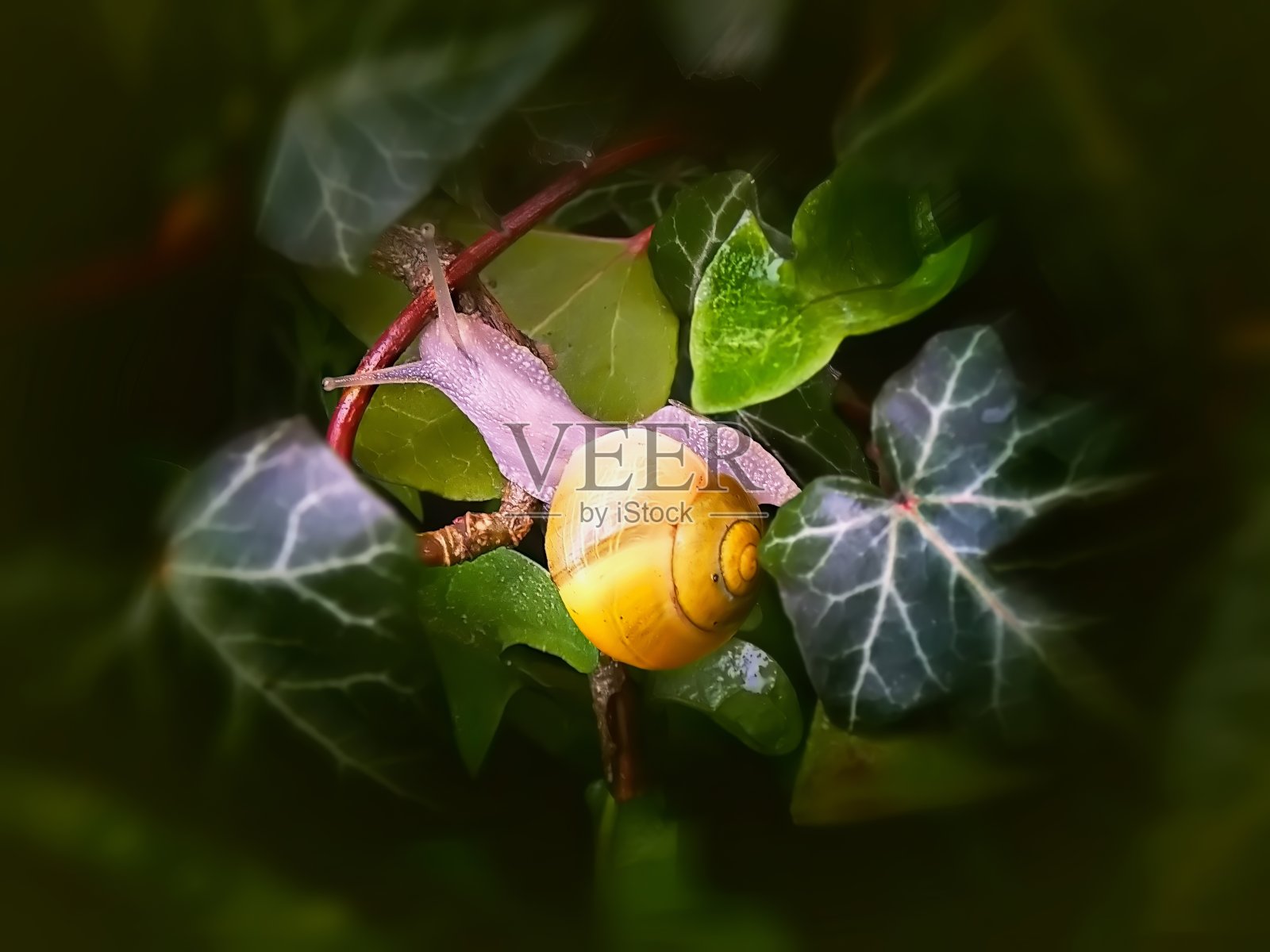 常春藤和蜗牛照片摄影图片