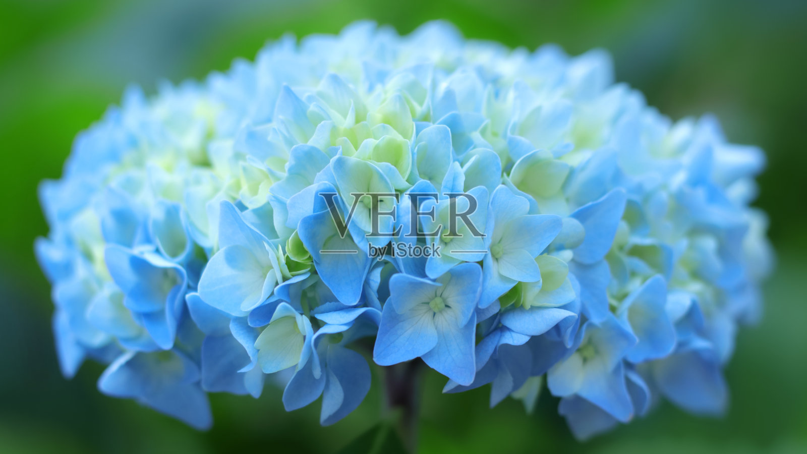 蓝色的绣球花属植物。绣球花花。绣球花Macrophylla。照片摄影图片