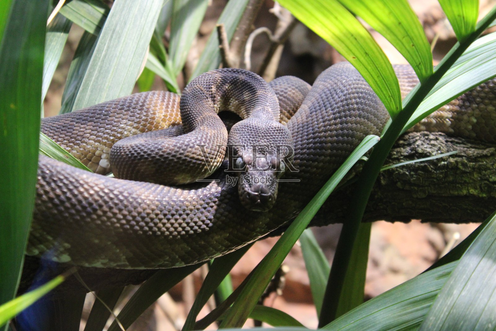 蛇照片摄影图片