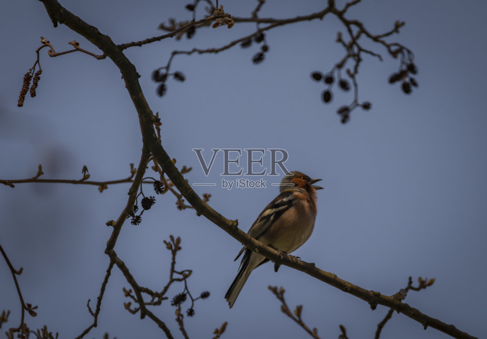 在阳光明媚的蓝色早晨，没有叶子的树上的彩色春鸟照片摄影图片