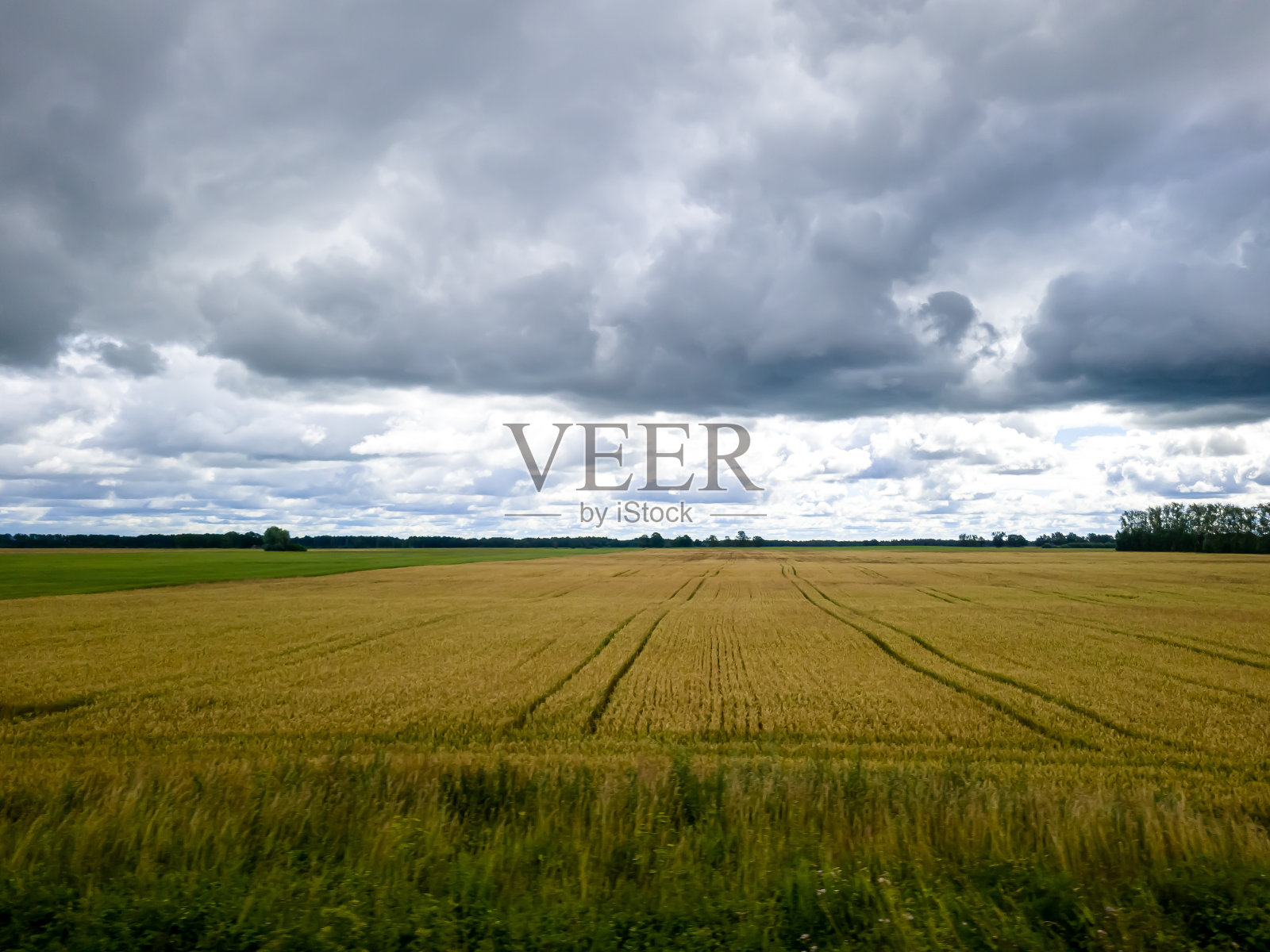 蓝天白云，黄绿田野。夏天。一个很好的背景照片摄影图片