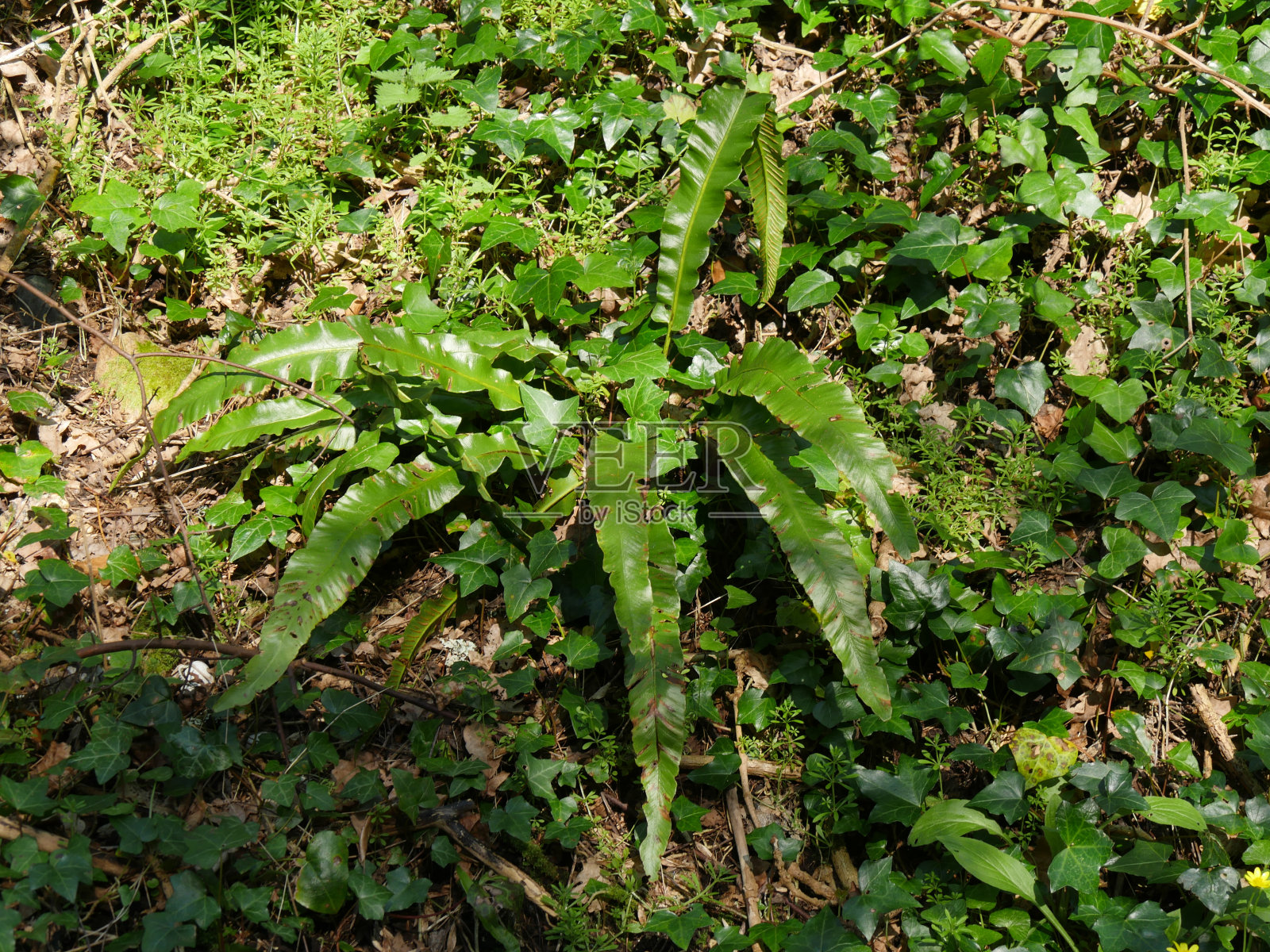 Scolopendrium照片摄影图片