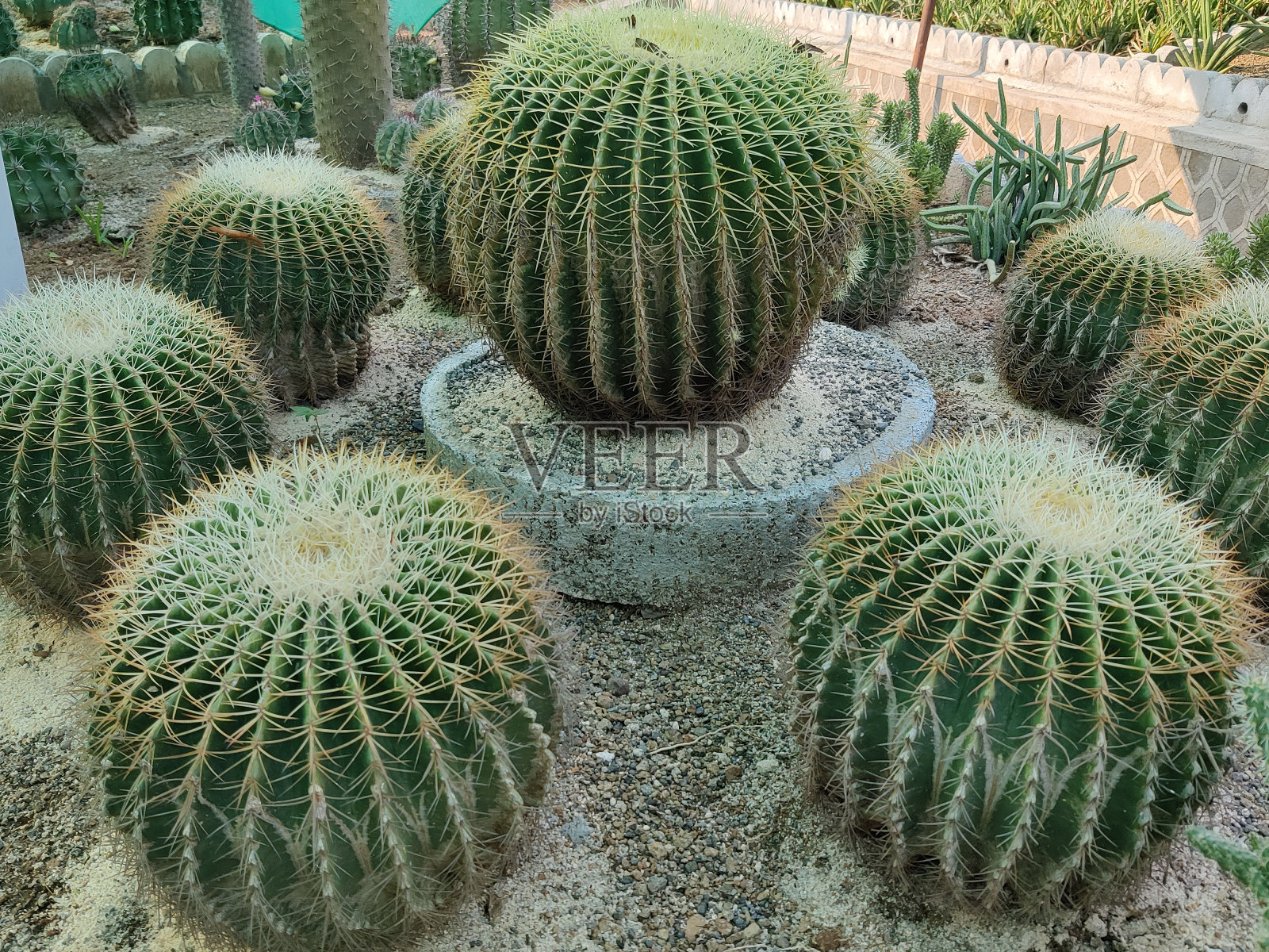 仙人掌照片摄影图片