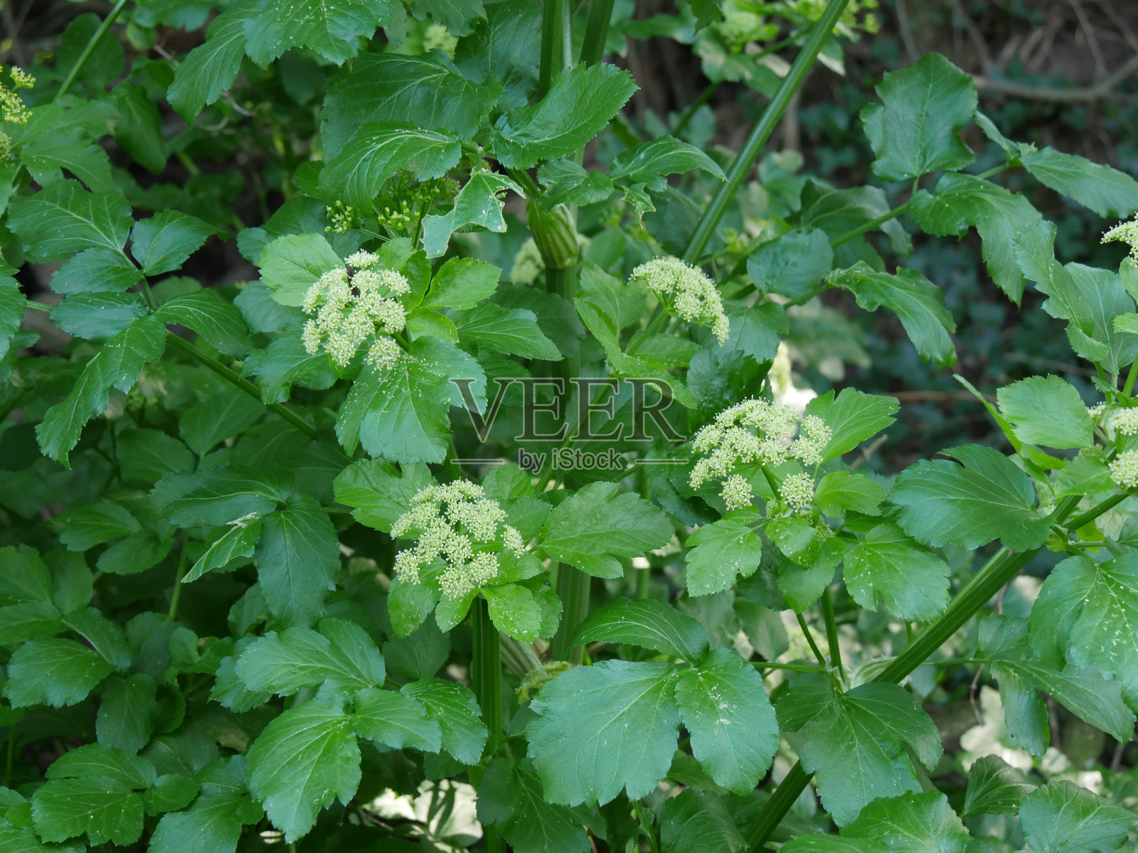 Smyrnium olusatrum照片摄影图片