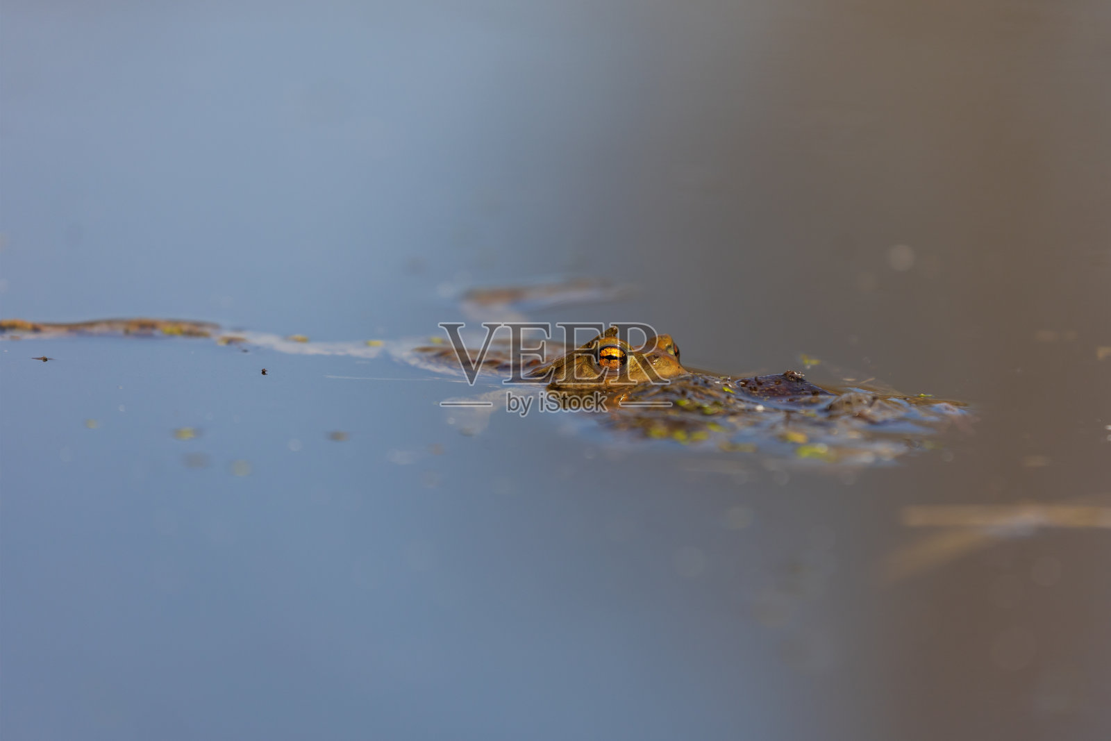 普通蟾蜍——蟾蜍在交配季节。水里的青蛙。池塘表面上的一只蟾蜍。照片摄影图片
