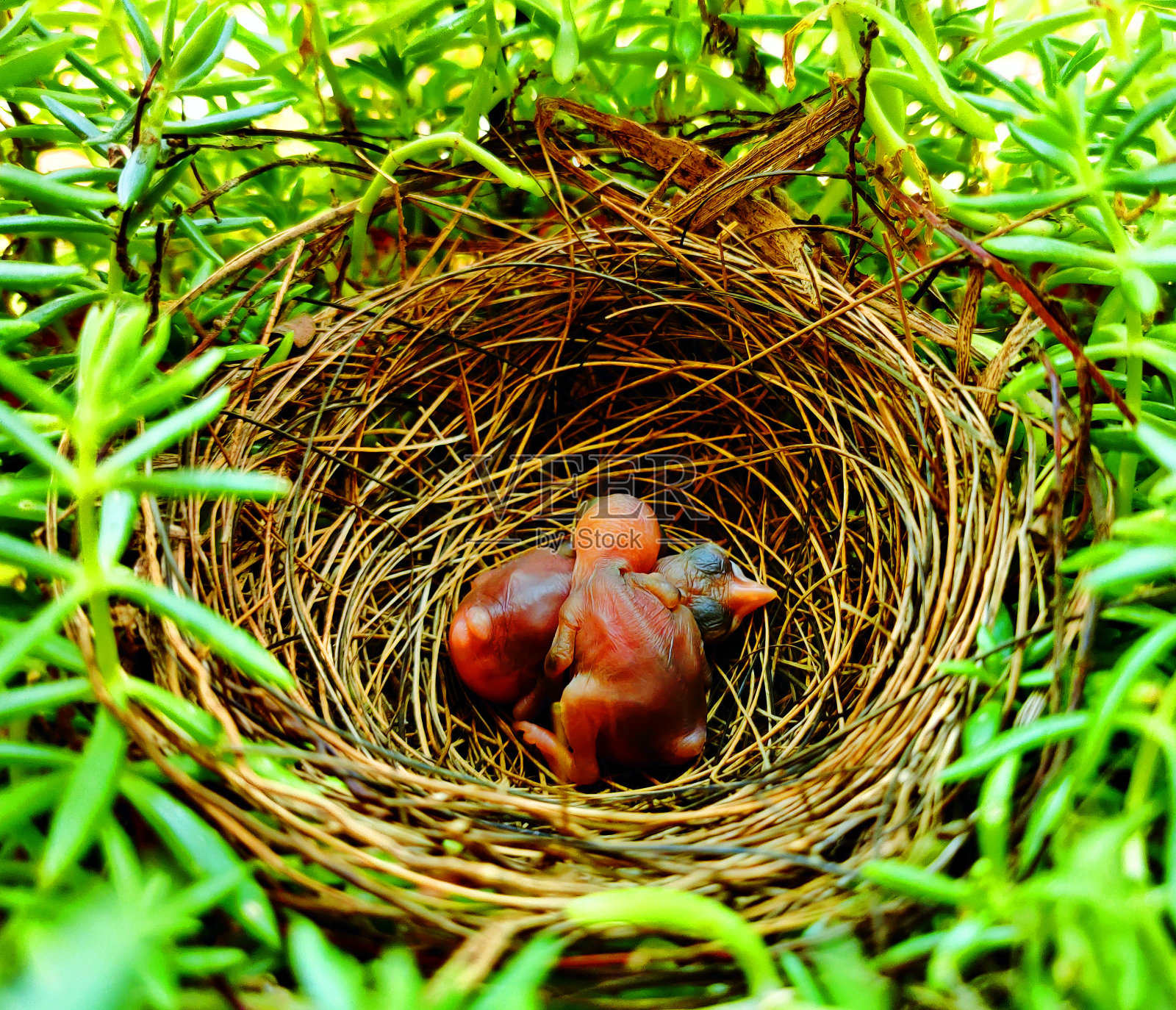 有小鸡的鸟巢。窝里的小企鹅。刚出生的小鸟在巢里。照片摄影图片