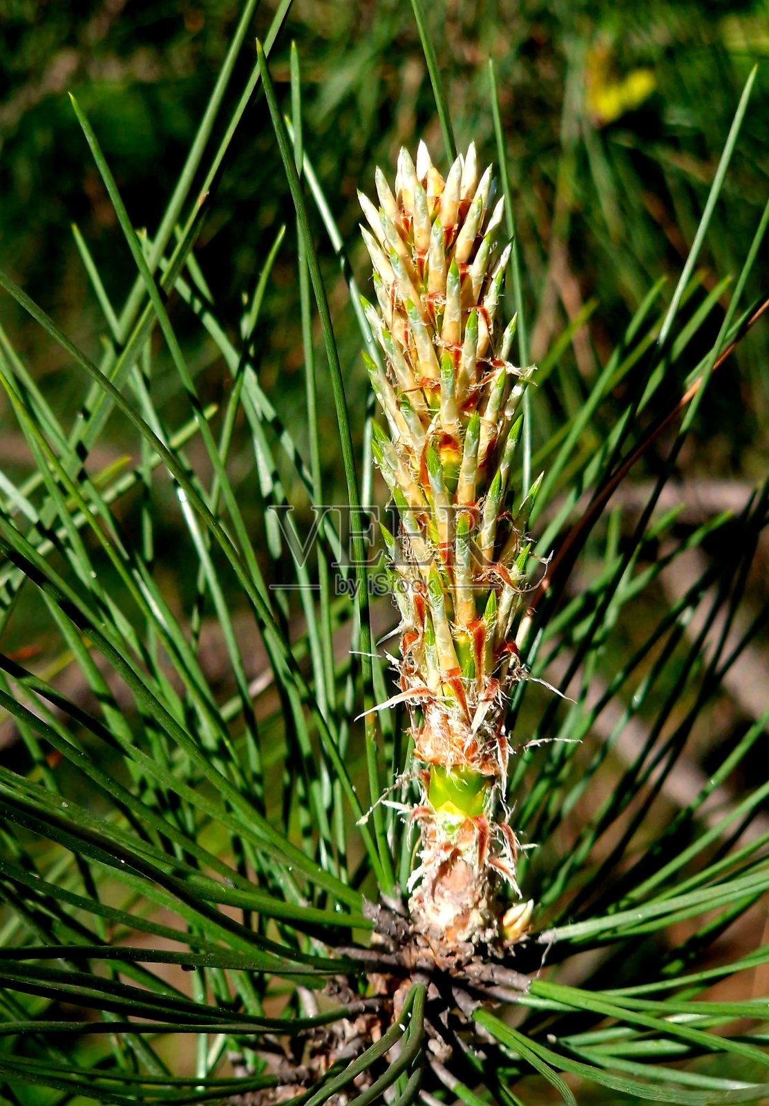 春天，一棵绿色的云杉上盛开着球果照片摄影图片