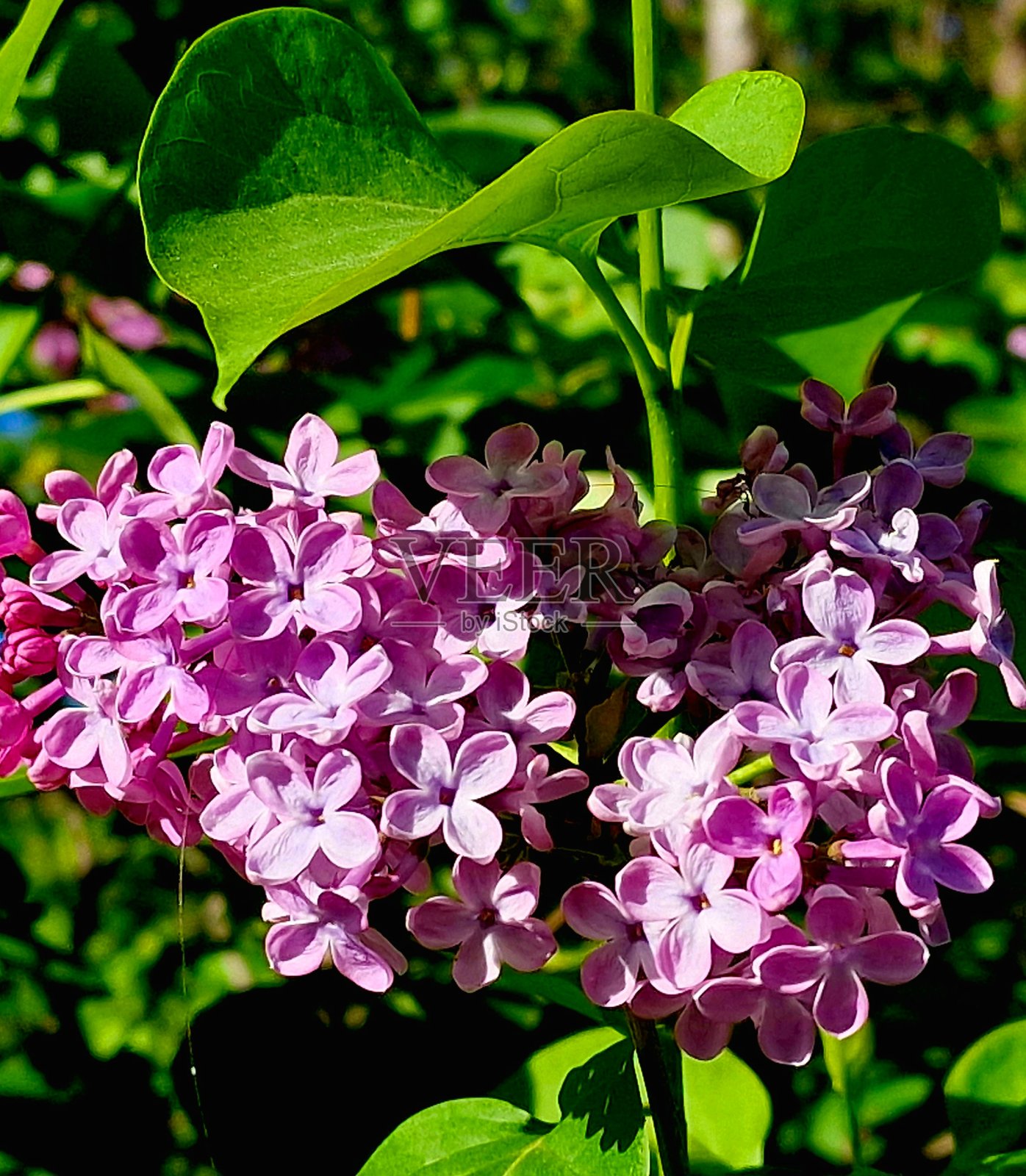丁香花在春天在灌木丛中盛开照片摄影图片