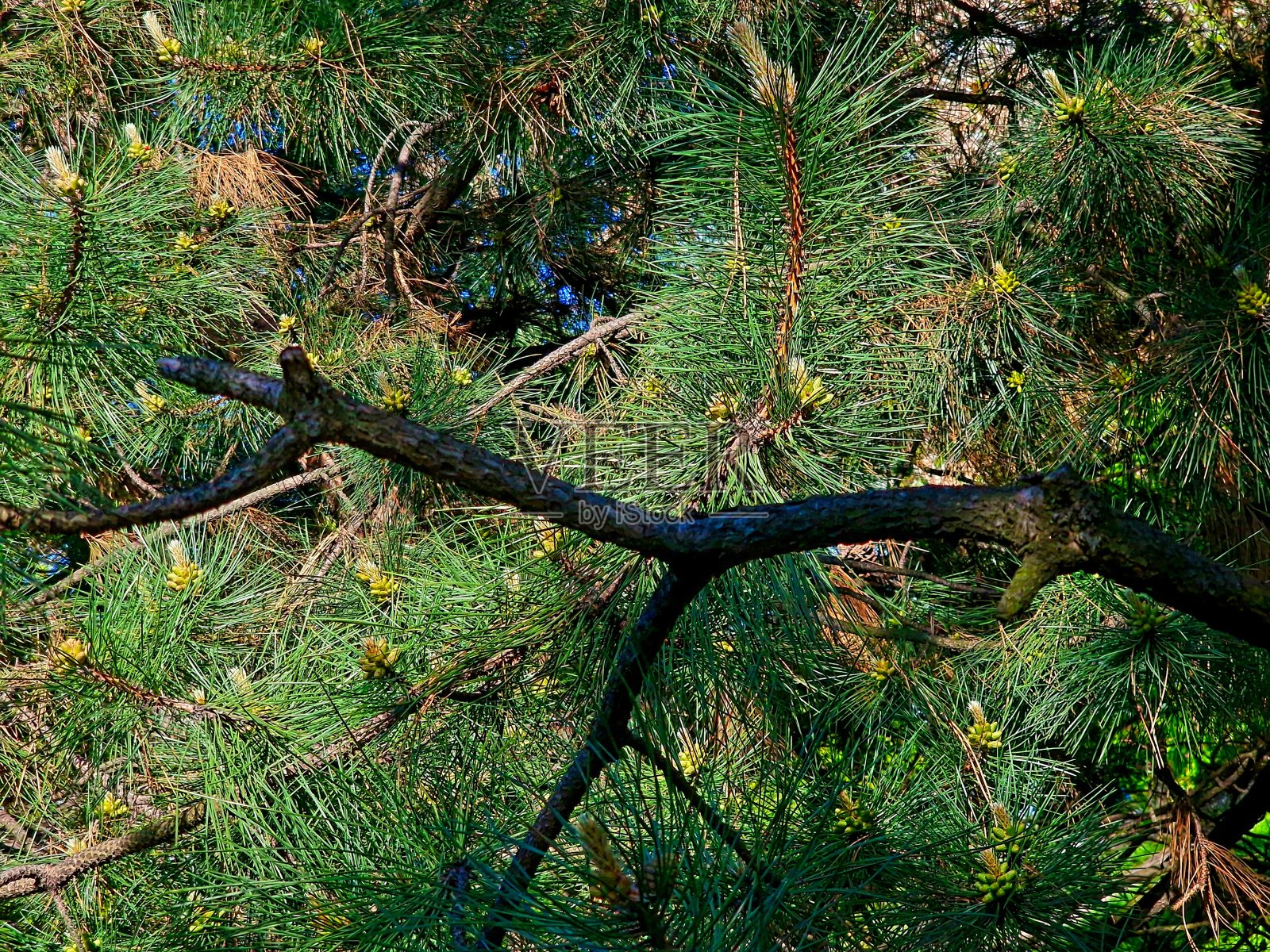 春天，一棵绿色的云杉上盛开着球果照片摄影图片
