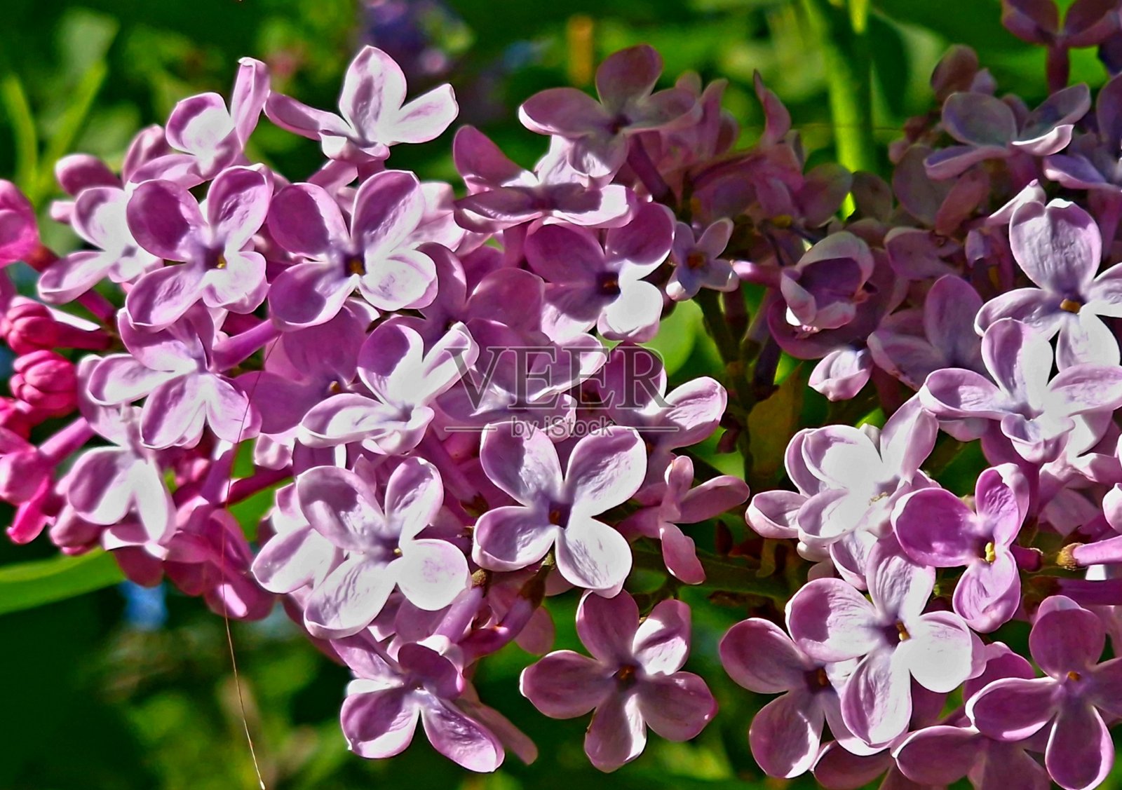 丁香花在春天在灌木丛中盛开照片摄影图片