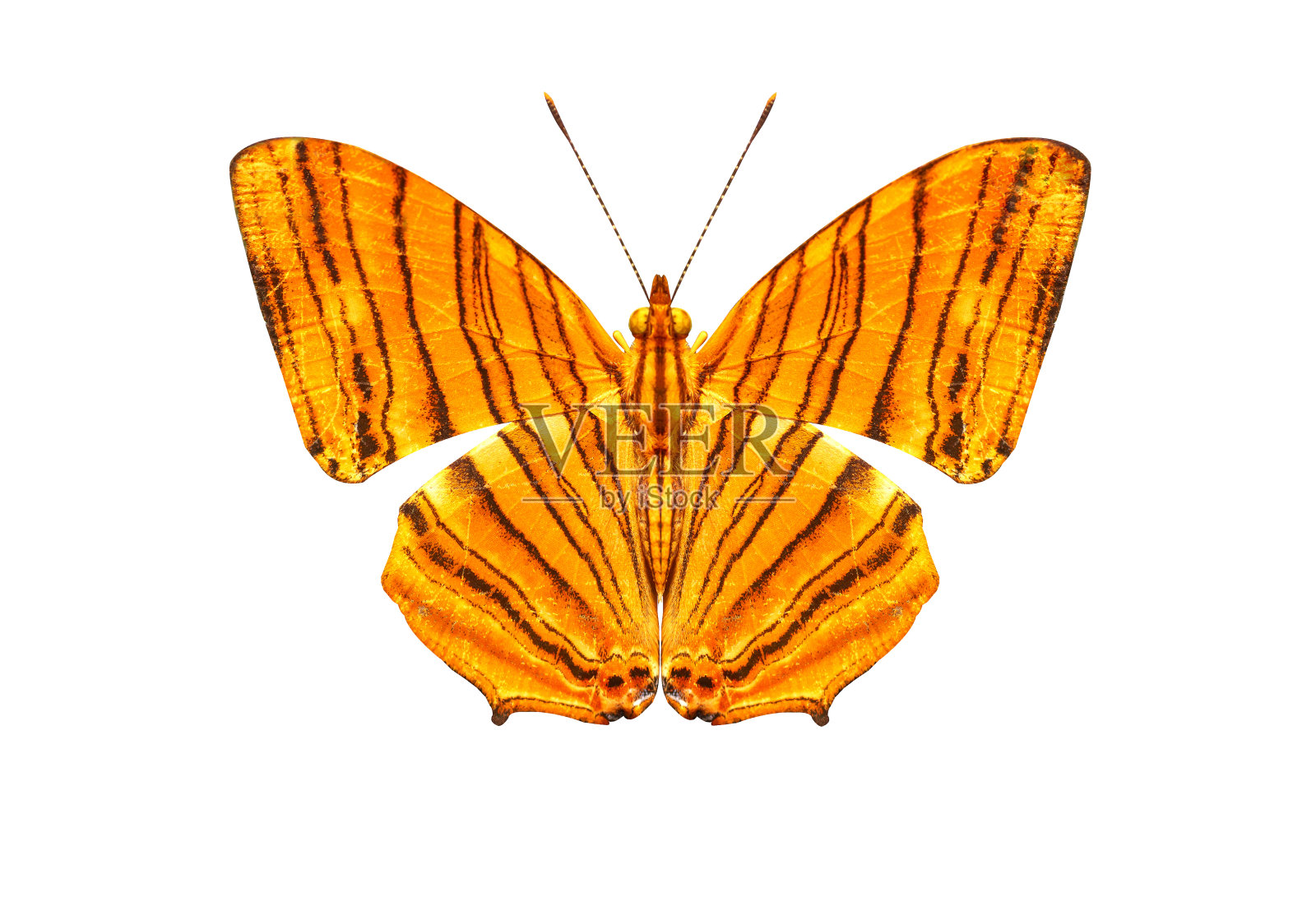 蝴蝶。照片摄影图片