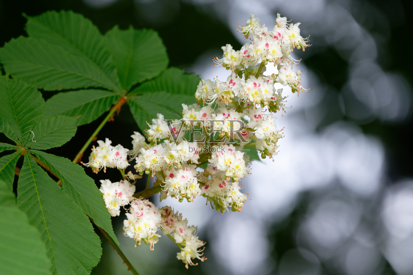 七叶树的白色花朵照片摄影图片