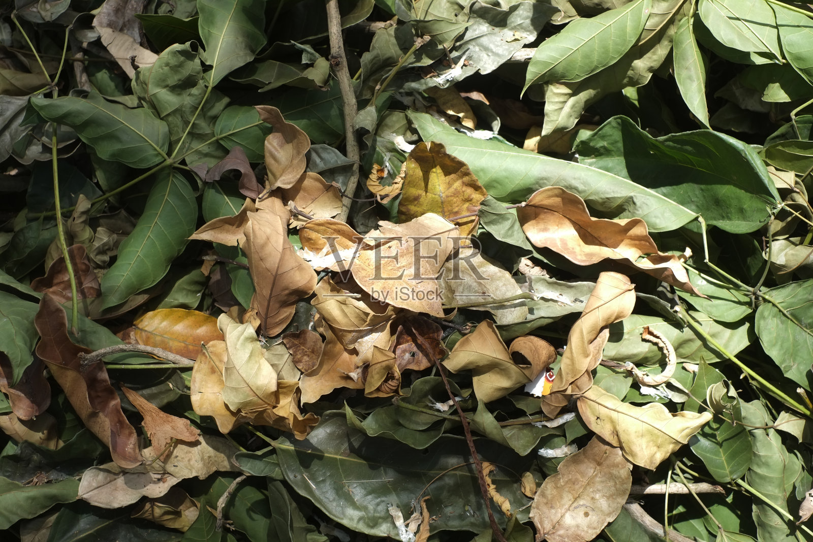 干树叶堆照片摄影图片