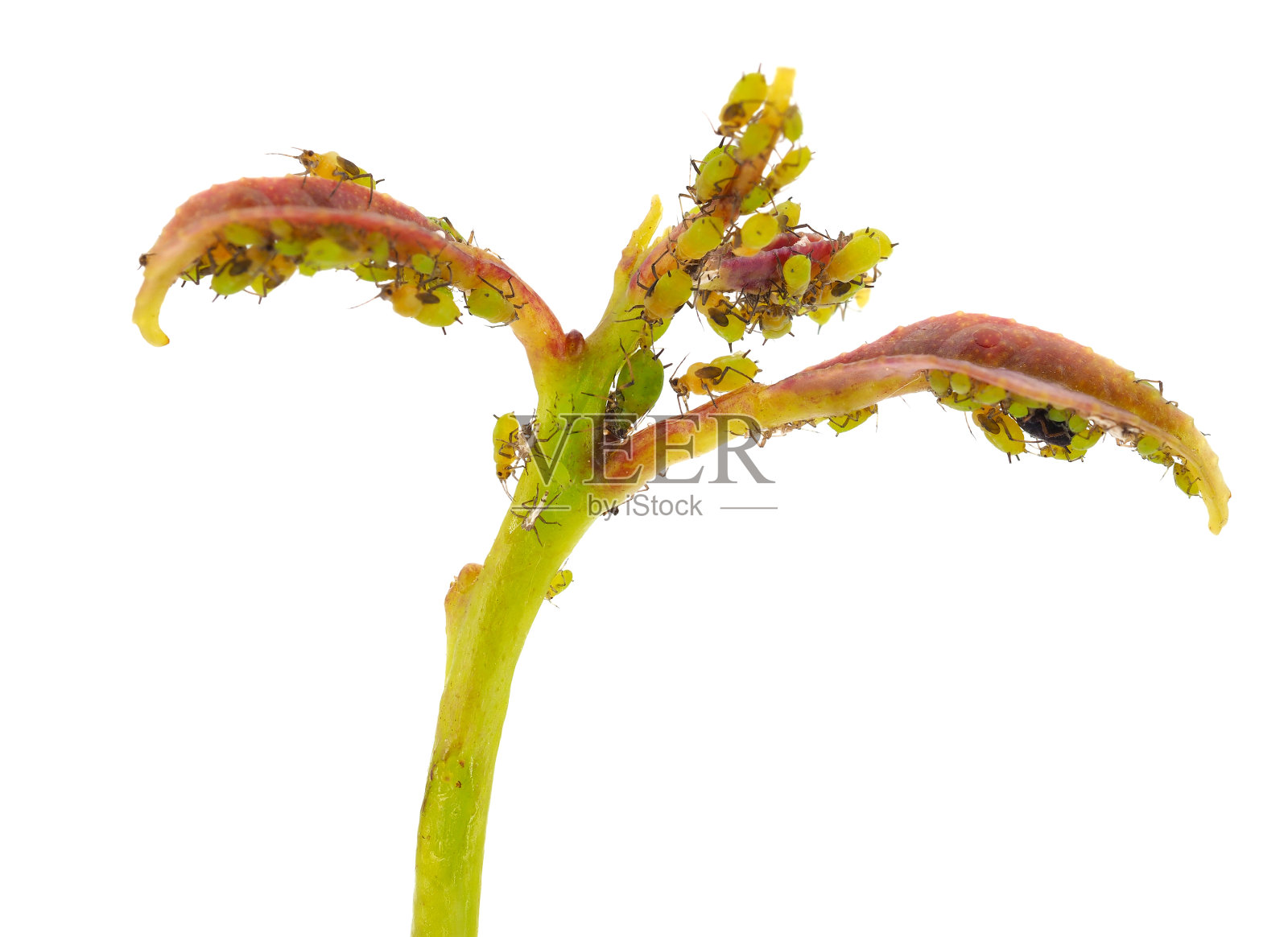 白色背景上分离的绿色柑橘蚜虫，螺旋体蚜虫照片摄影图片