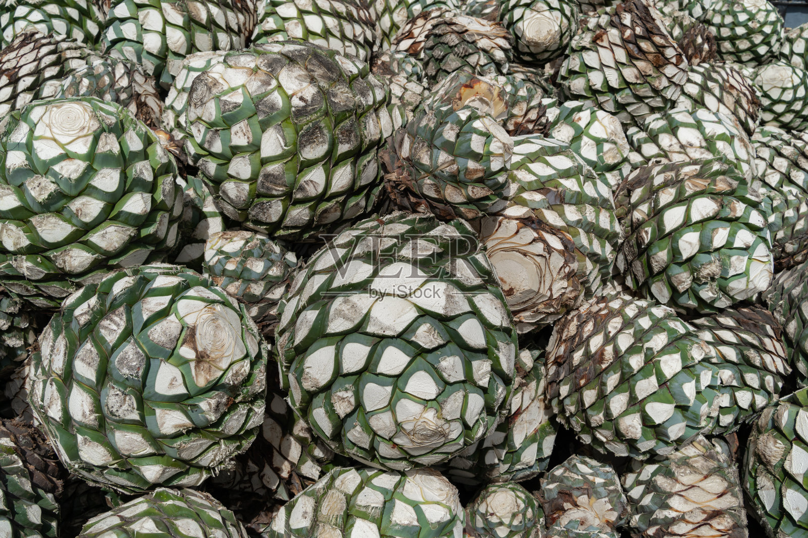 有许多龙舌兰植物使龙舌兰酒成为墨西哥的主要蒸馏酒。照片摄影图片