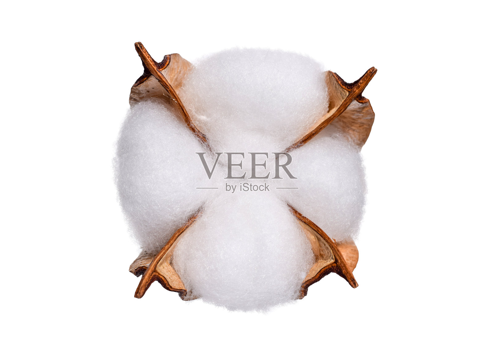 棉花植株花铃分离脱落照片摄影图片