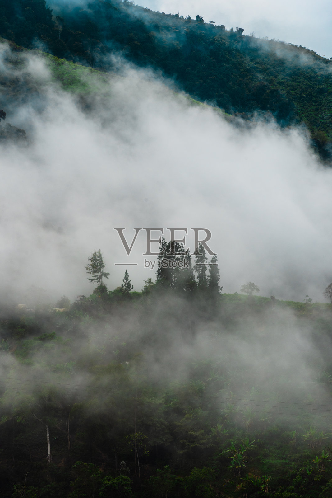 哥伦比亚山脉(安第斯山脉)的雾和树照片摄影图片