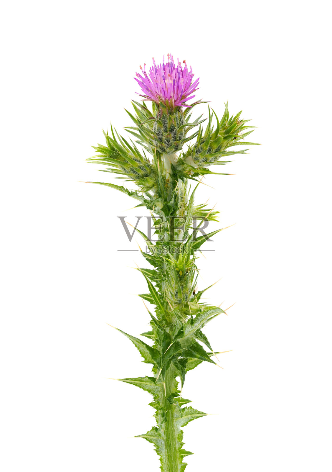 白色背景上分离的意大利蓟，小野蓟照片摄影图片