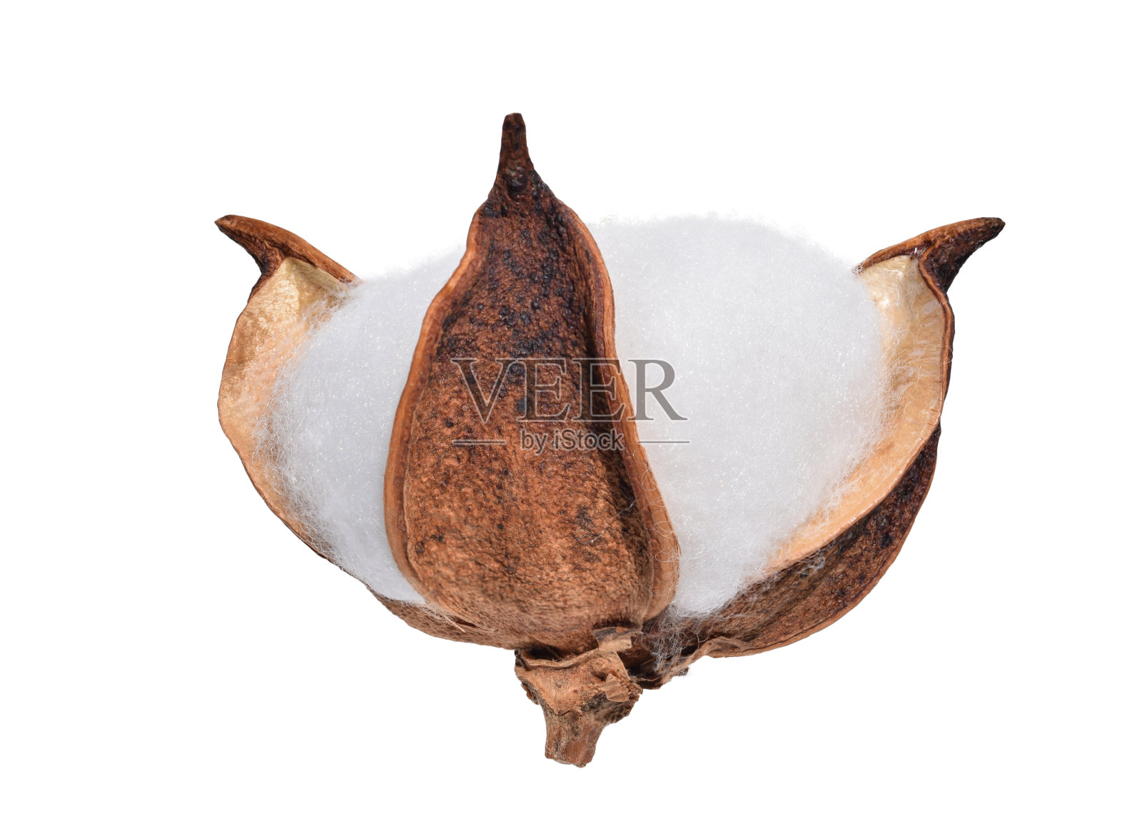 棉花植株花铃分离脱落照片摄影图片