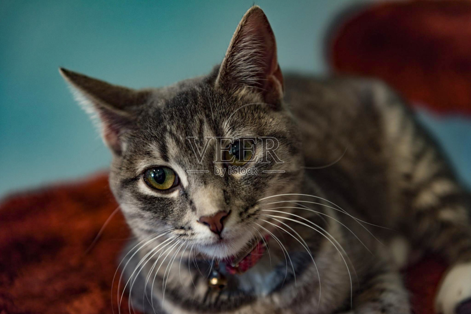 猫照片摄影图片