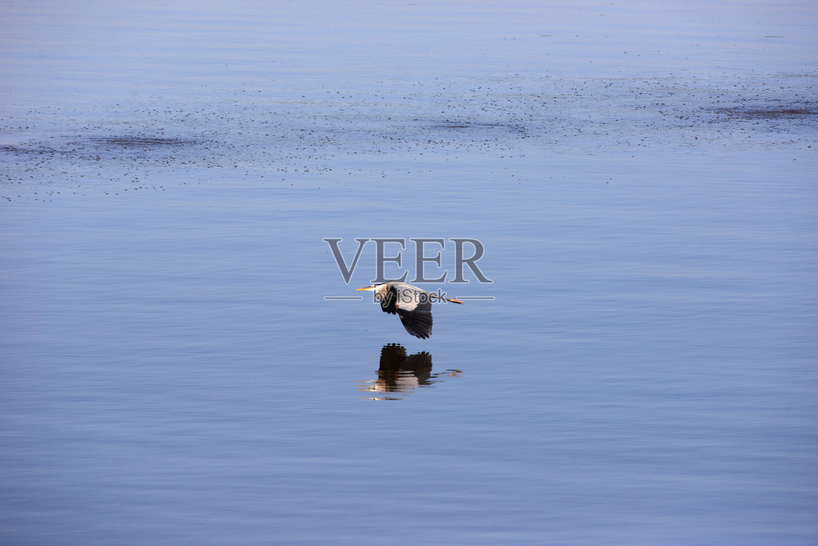 湖上的大蓝鹭照片摄影图片