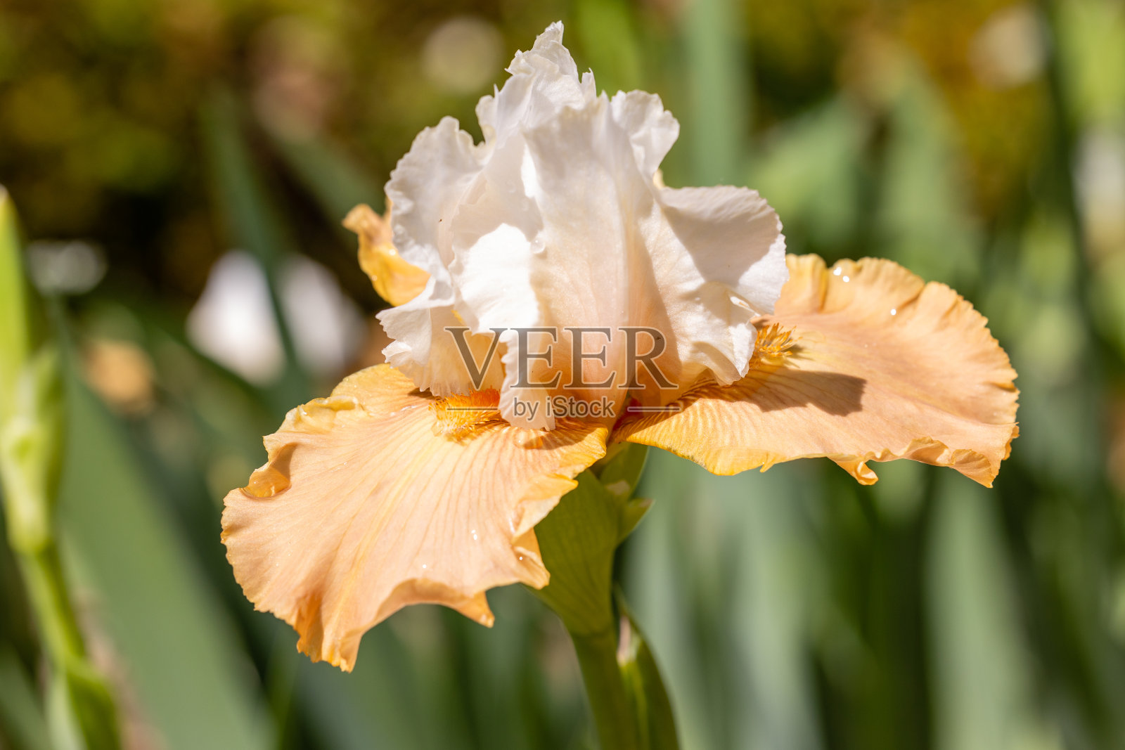 鸢尾酒庄朵弗苏尔瓦兹花栽培在花园里照片摄影图片