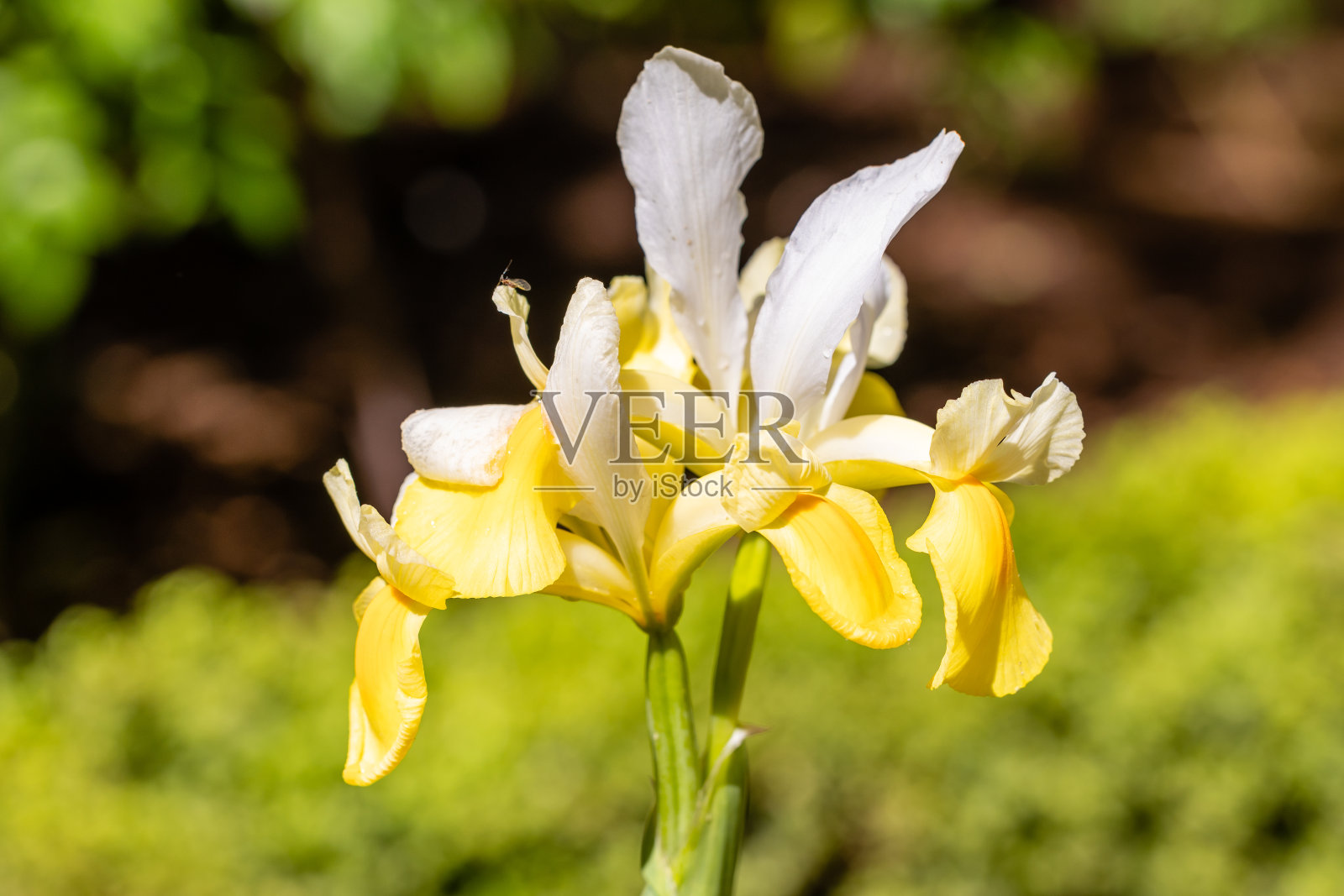 鸢尾X荷兰花在花园里栽培的交响乐花照片摄影图片