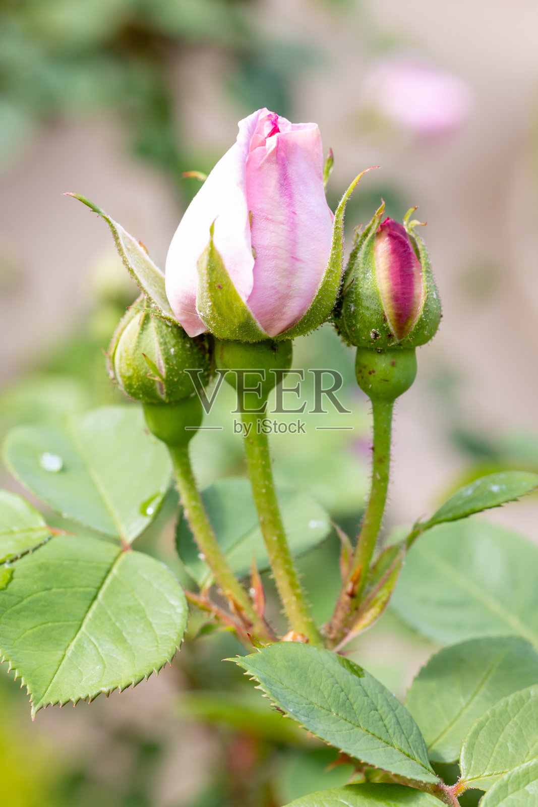 玫瑰康拉德费迪南德迈耶花栽培在一个花园在马德里照片摄影图片