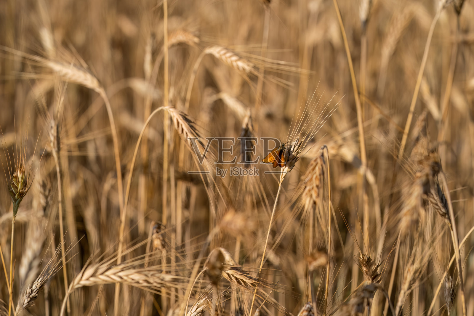 麦穗上的蝴蝶。照片摄影图片
