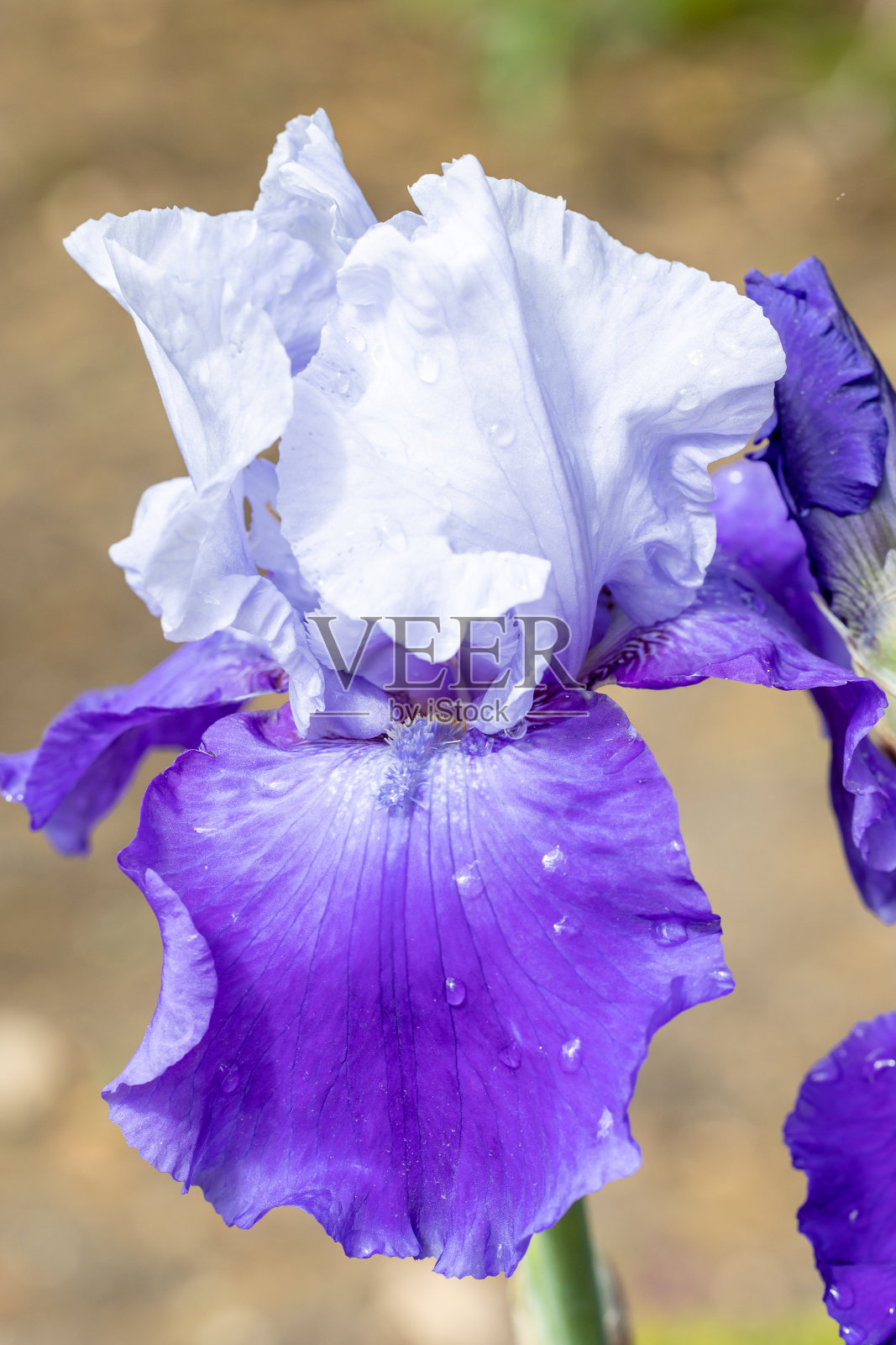 德国鸢尾:在花园里栽培的骄傲的传统花卉照片摄影图片