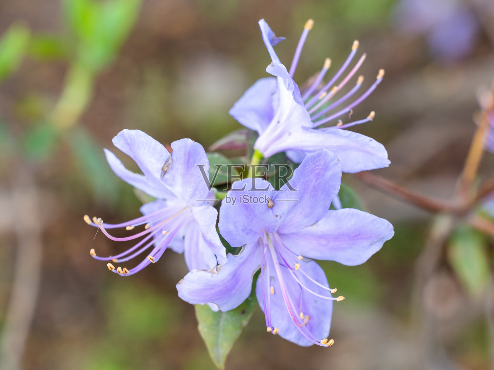 在马德里的一个花园里种植的奥古斯丁杜鹃照片摄影图片