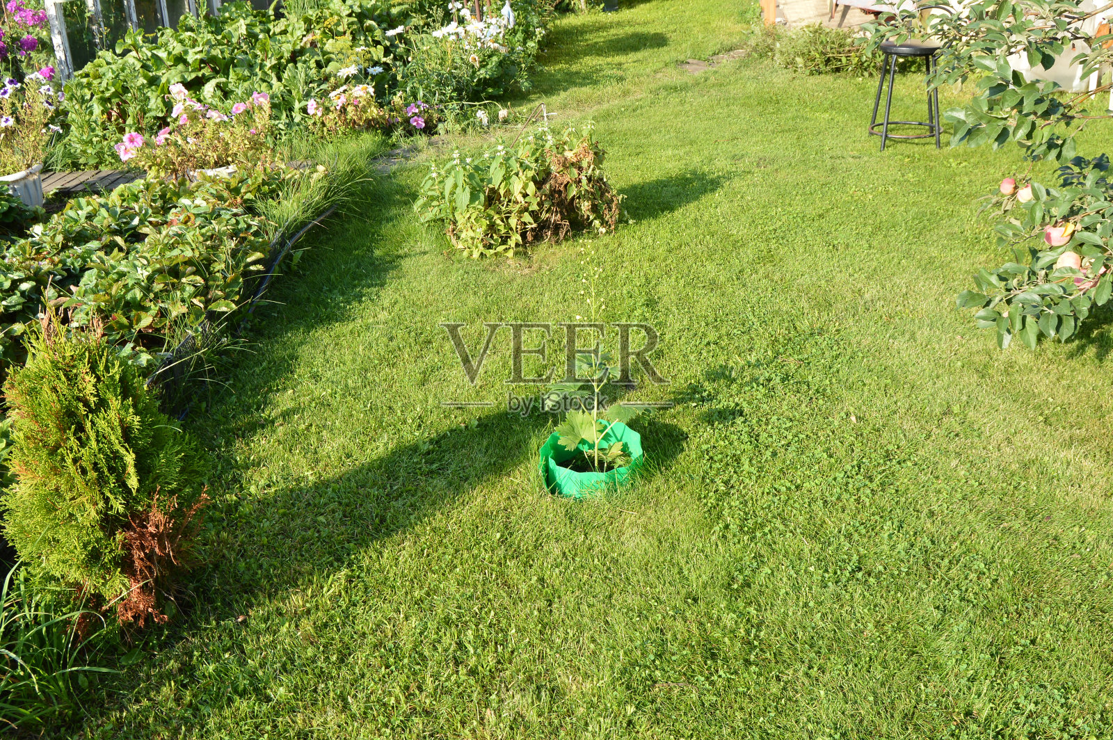 草坪上和花坛周围的绿草，乡间别墅附近的空间照片摄影图片