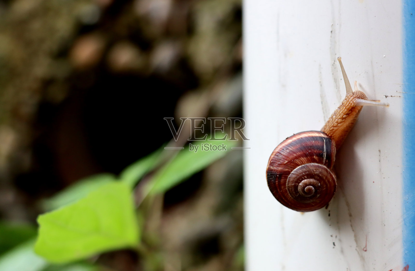 蜗牛照片摄影图片