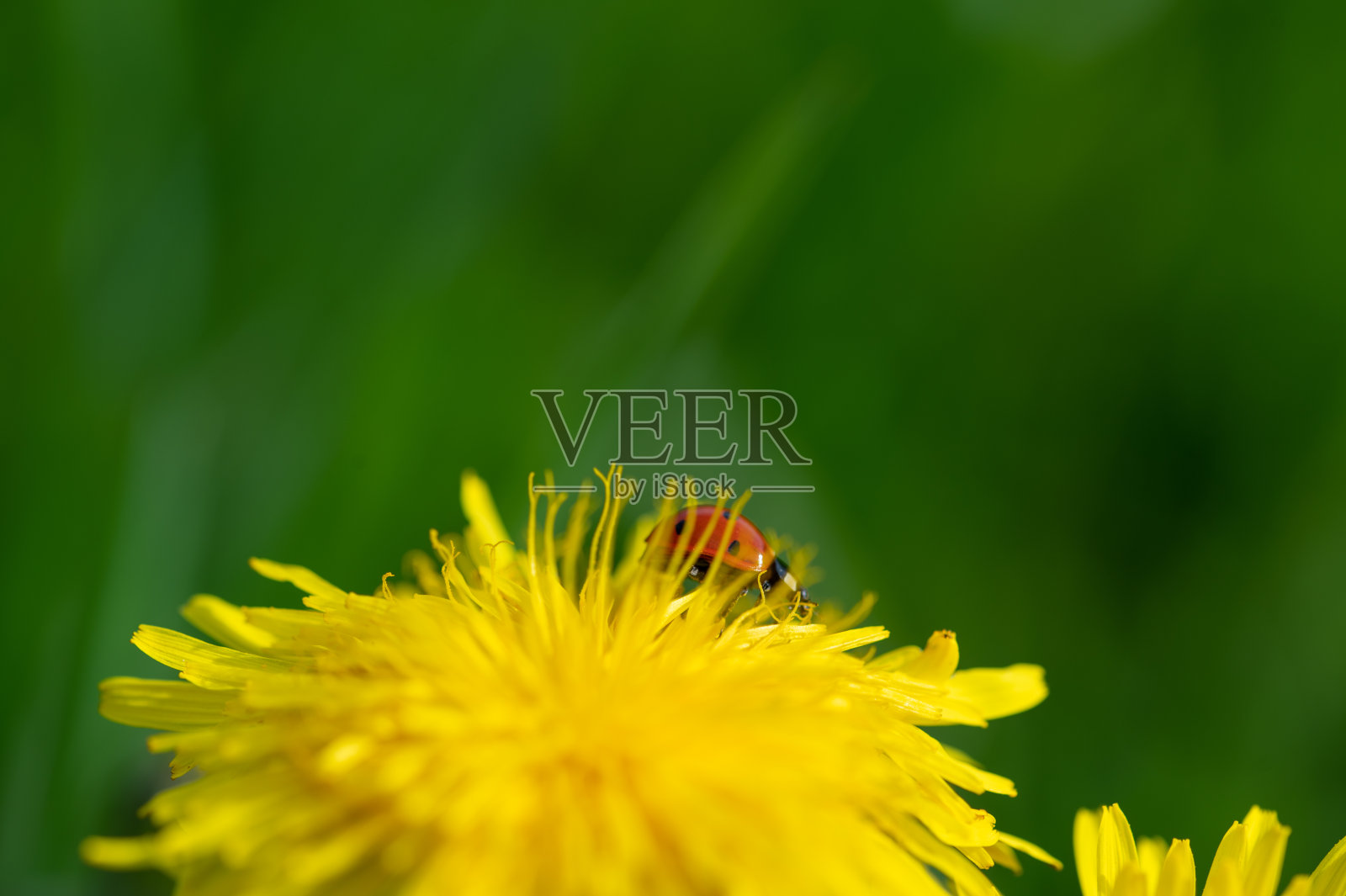 自然界中蒲公英花上的瓢虫照片摄影图片