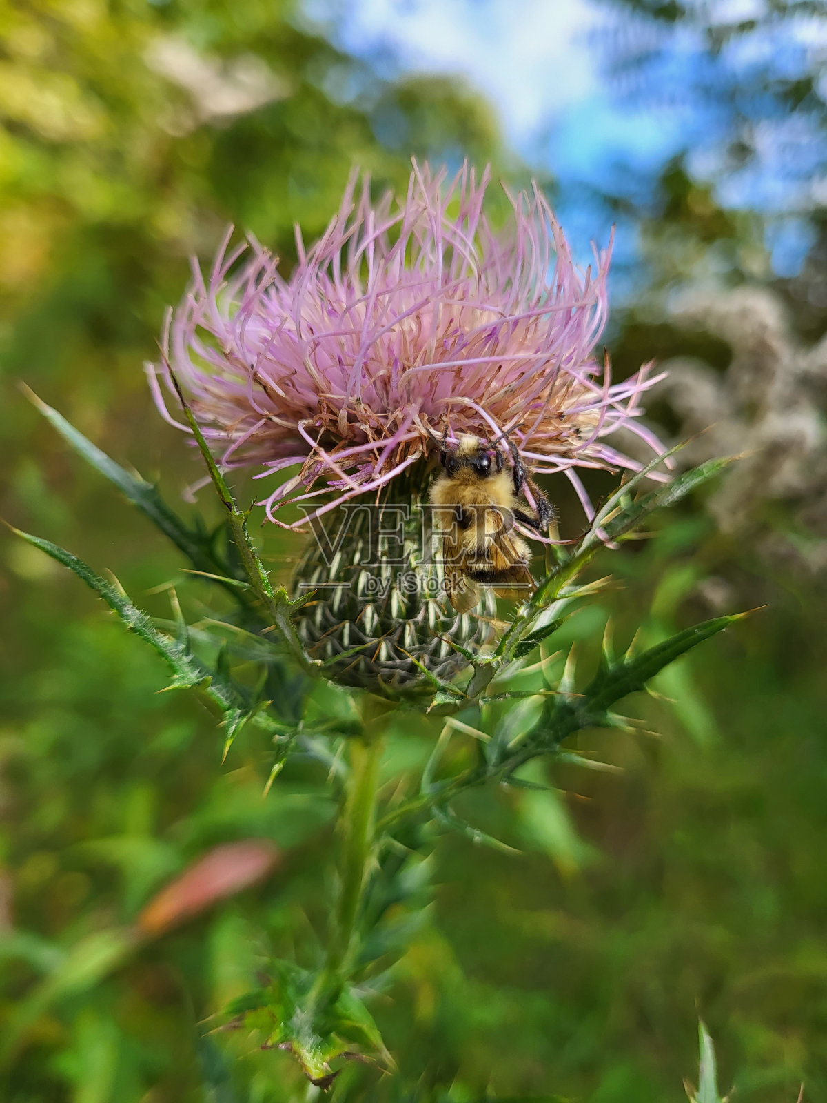 蜜蜂在紫色盛开的蓟上照片摄影图片