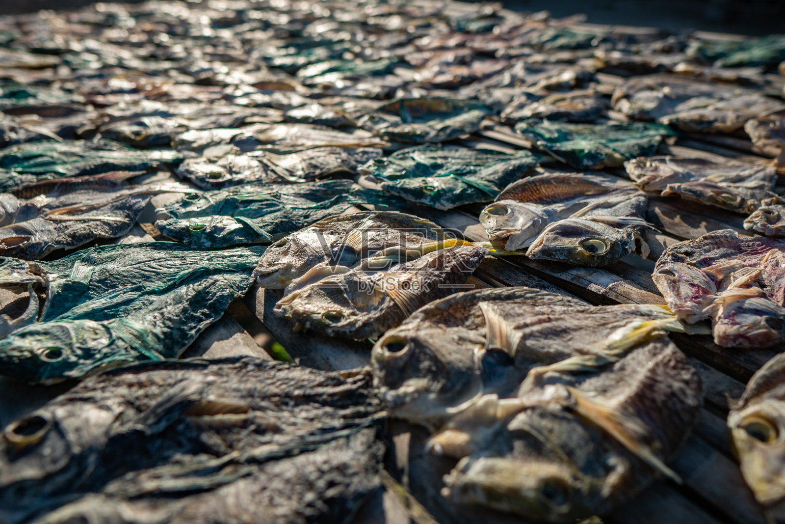 西兰东边有咸鱼干照片摄影图片