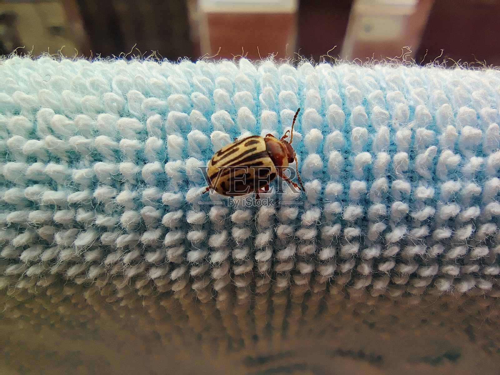 书法费城微距摄影照片摄影图片