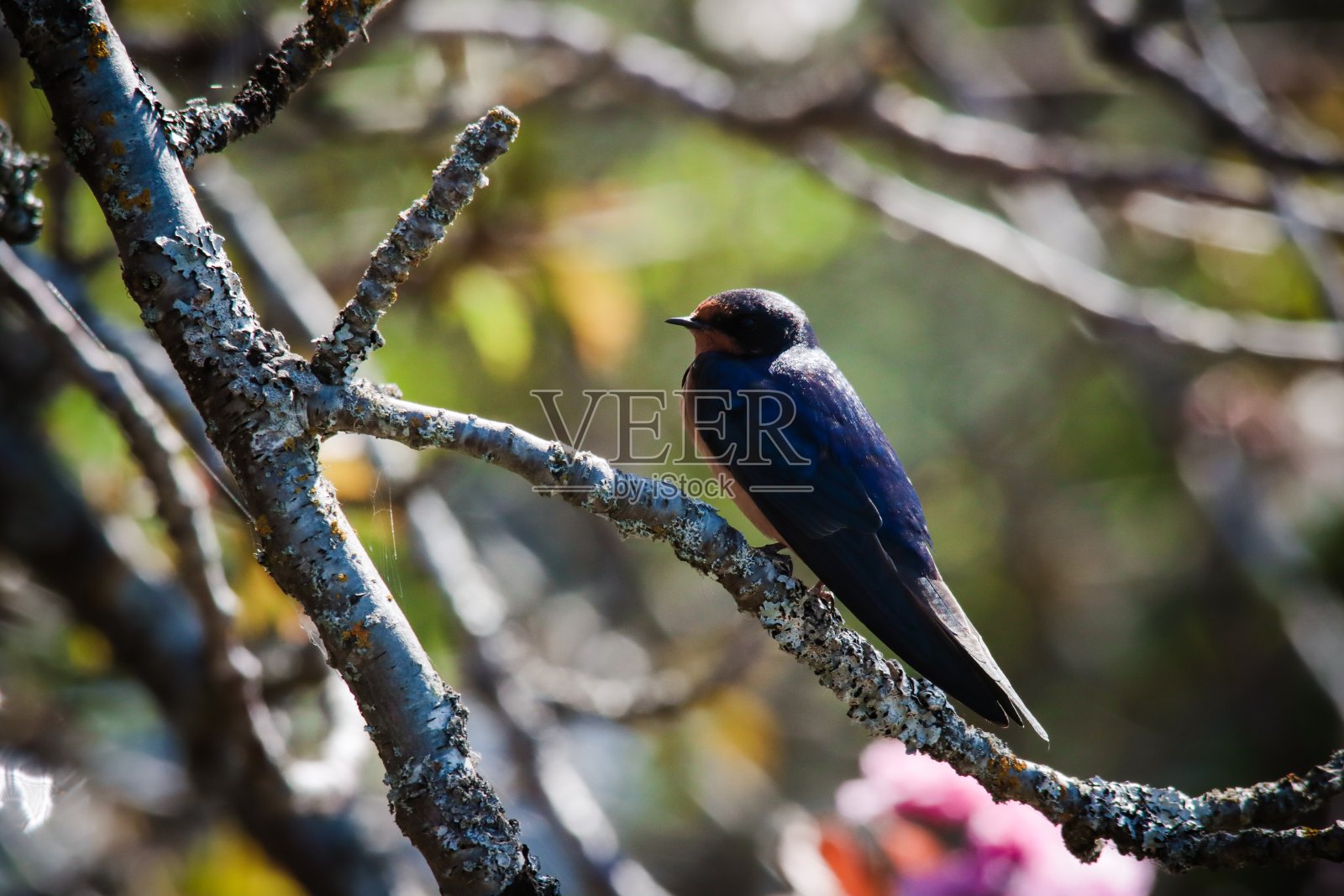 家燕照片摄影图片