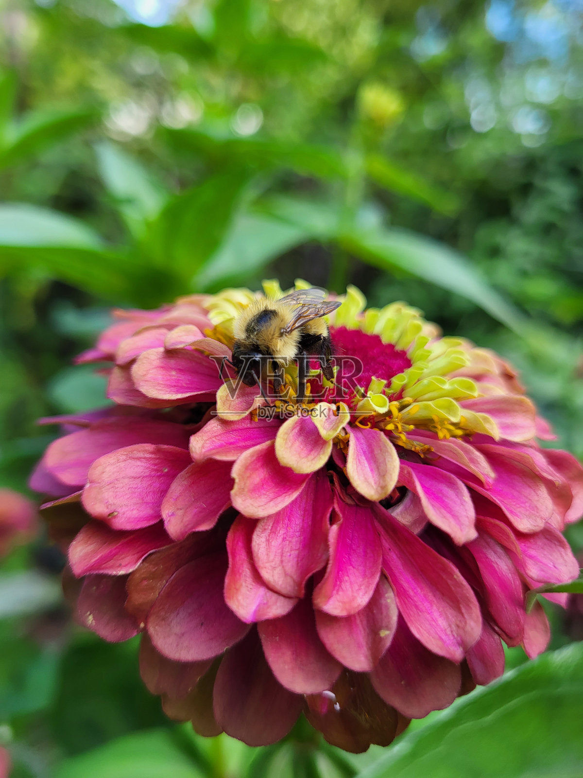 粉红色百日菊花上的蜜蜂照片摄影图片