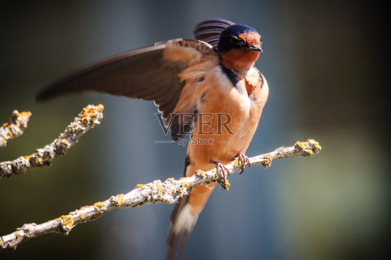 家燕照片摄影图片