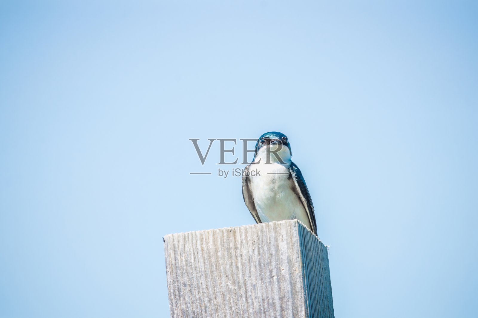 树燕子照片摄影图片