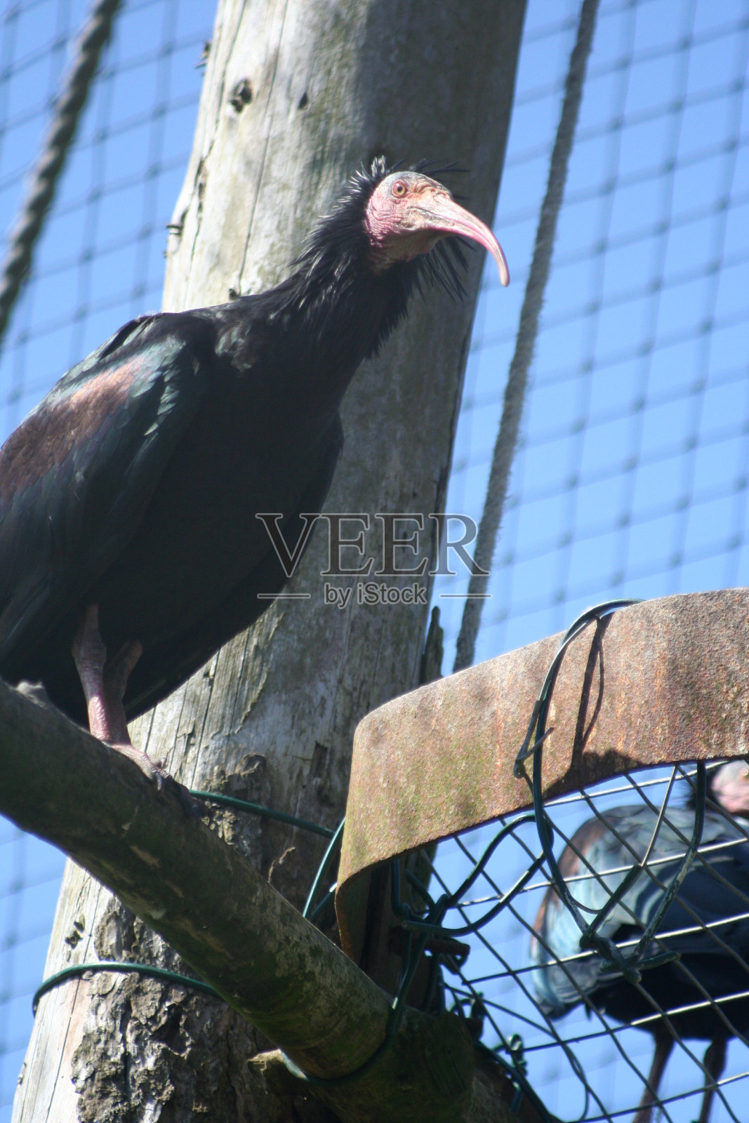 Waldrapp宜必思照片摄影图片